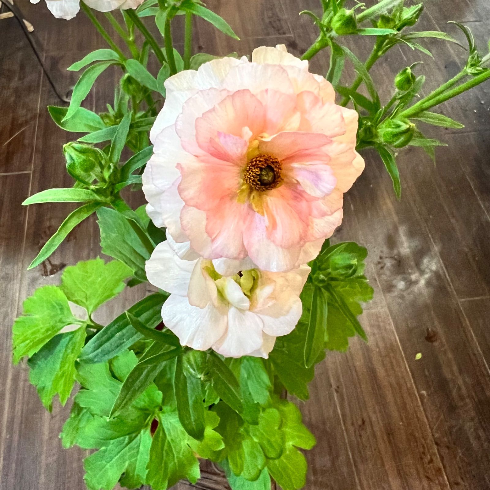 専用 ラナンキュラス♡ラックス ラナンキュラス ラックス ランドセル 4号ポット 12個セット お試し価格