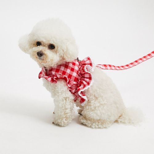 louisdog