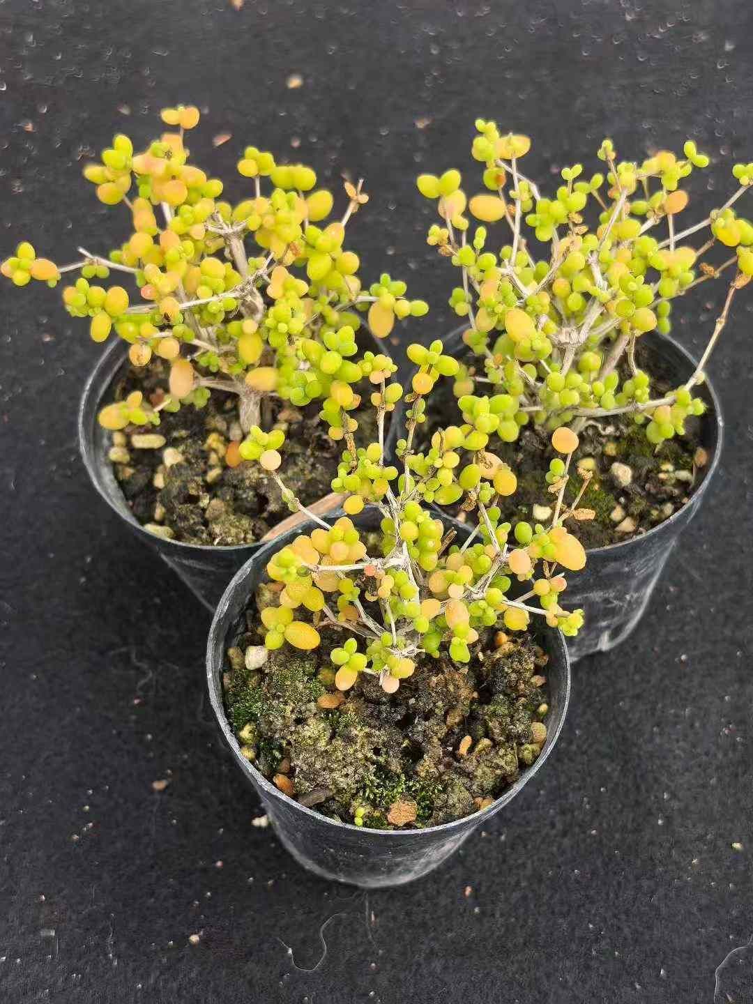 32鉢の土鉢付きセット メセンの一種 ドロサンセマム 多肉植物 佐川急便発送 エケベリア 韓国苗 MY743 YUZUMIYA_COM