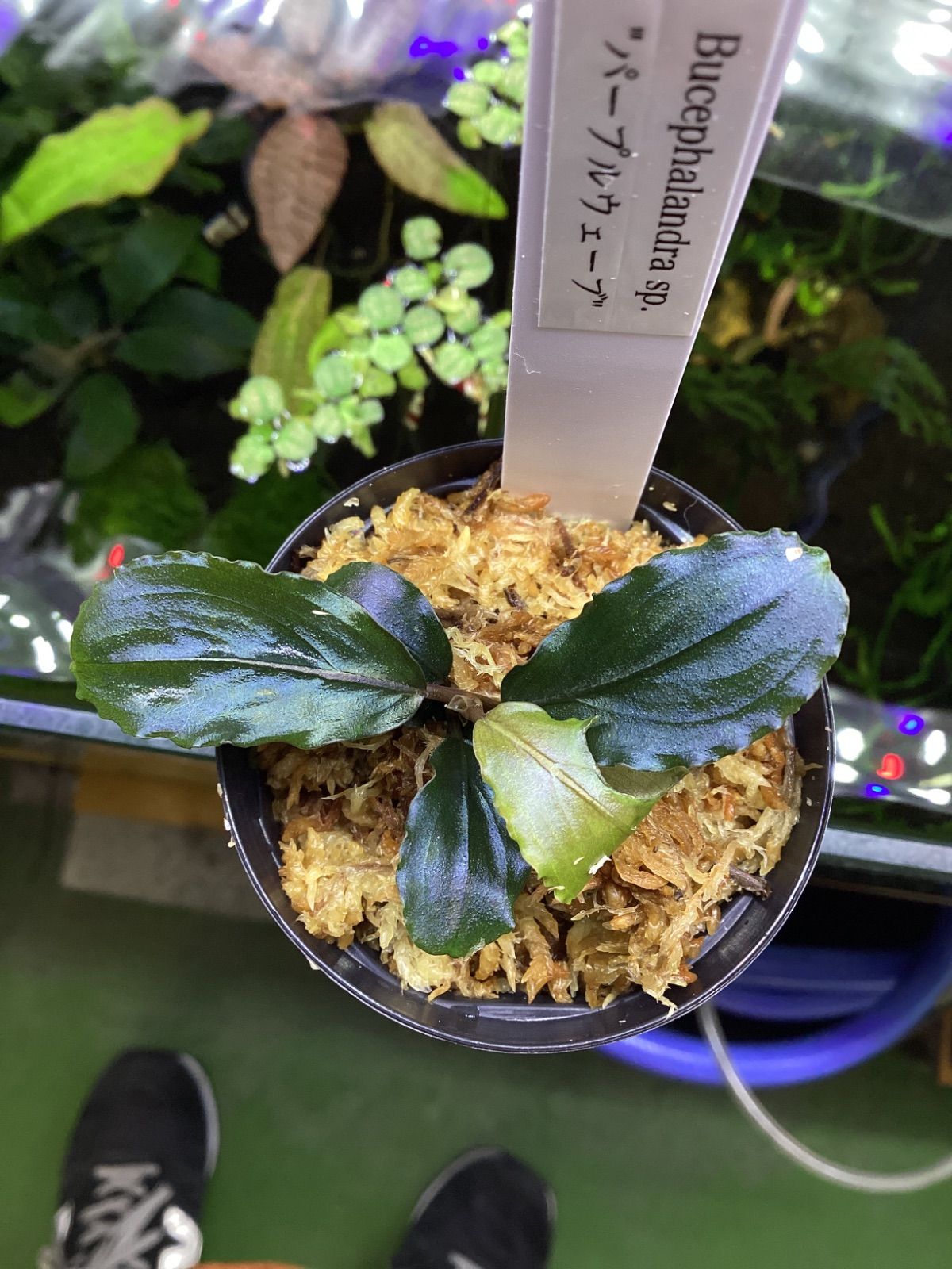 ブセファランドラ sp. パープルウェーブ Bucephalandra sp. Purple