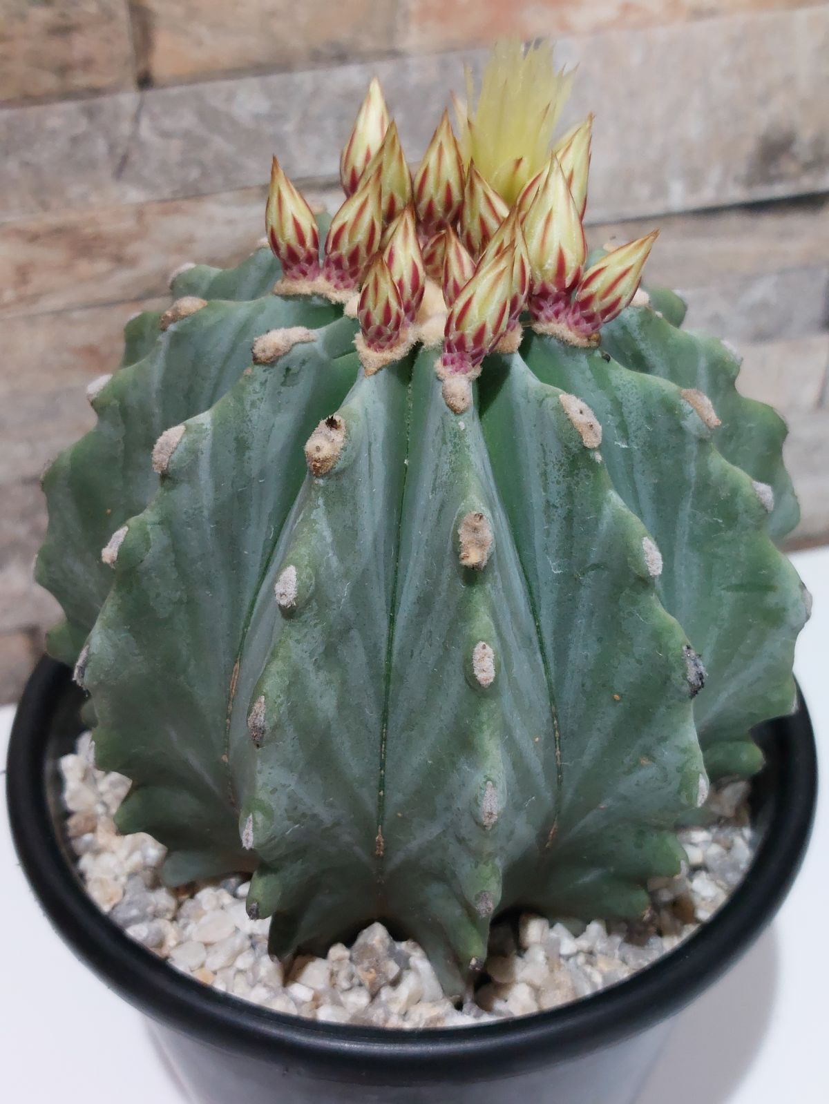 【美株】刺無王冠竜 サボテン フェロカクタス