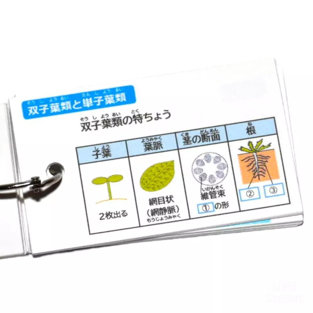 21】小学生理科 生物 暗記カード(中学受験対策、予習・復習) - メルカリ