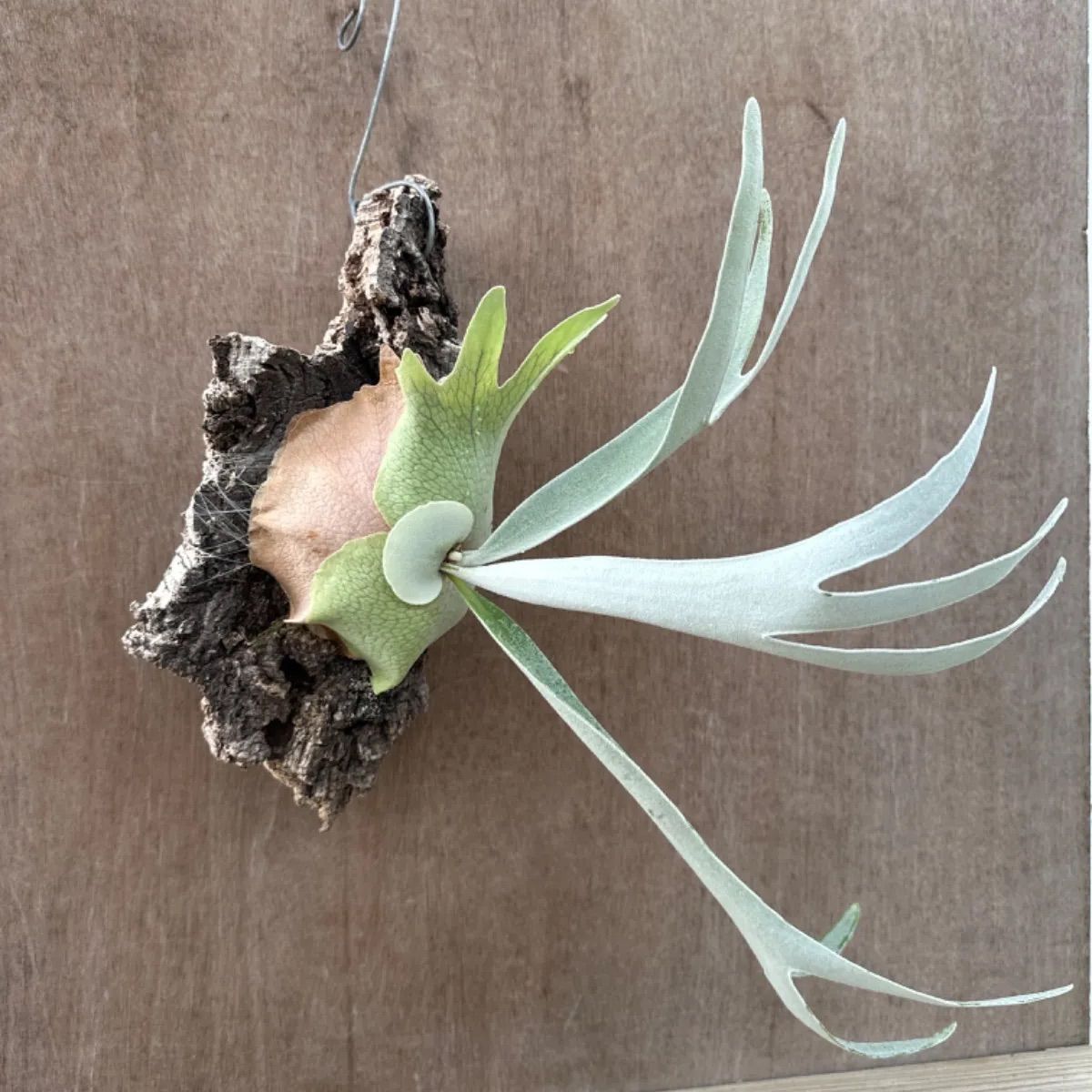 ビカクシダ ビーチー シルバー ヘゴ板 壁掛け用 観葉植物 ベイチー