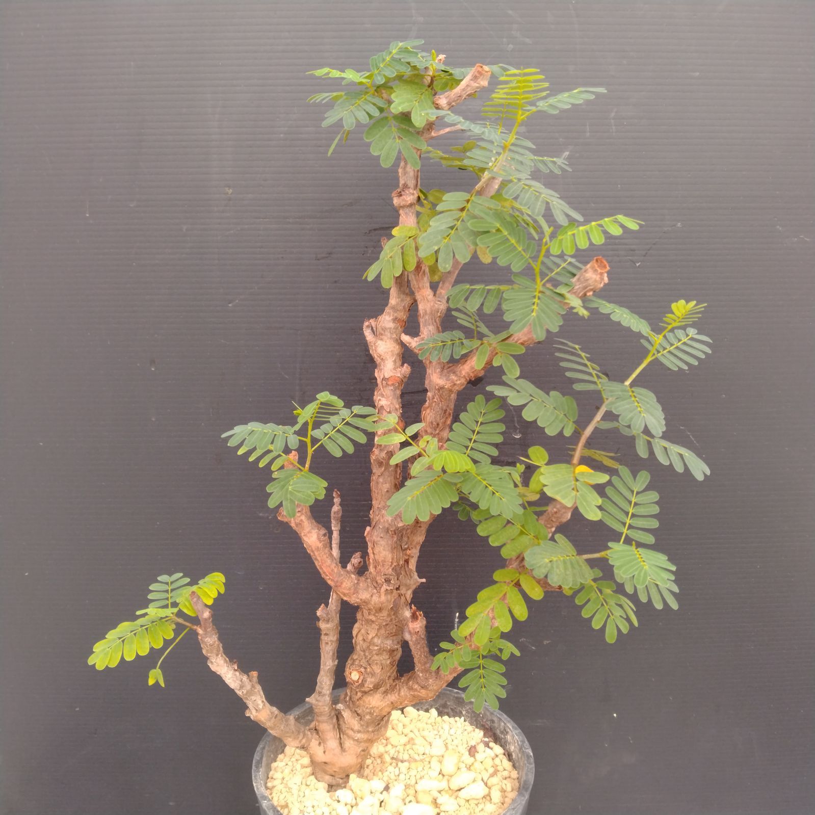 センナメリディオナリス　現地球　灌木　塊根植物　発根済み　美形　大型 現地球・発根済】センナ メリディオナリスル 鉢付き 塊根植物