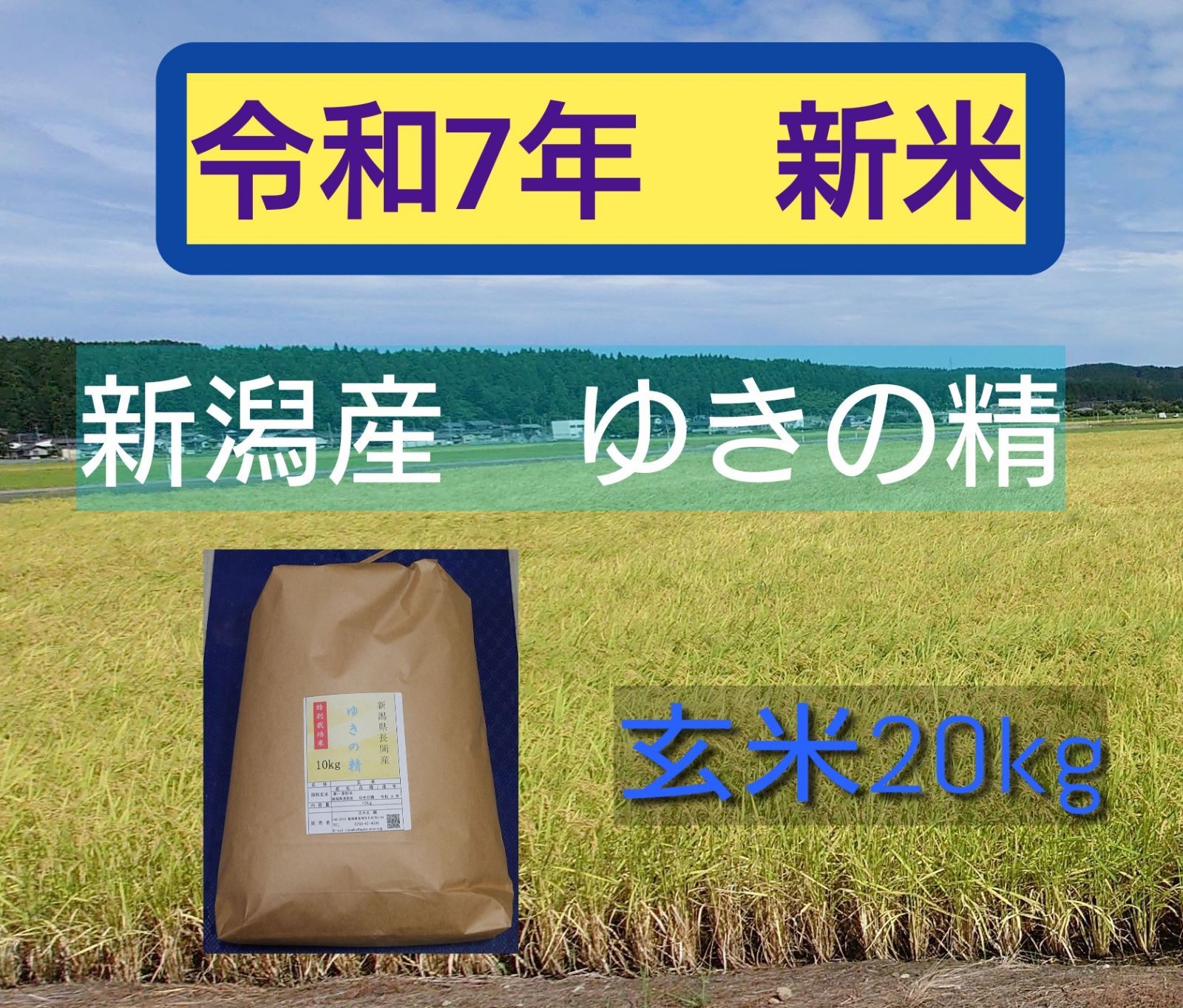 新潟米　ゆきの精玄米20kg 新米！ 新潟米ゆきの精 玄米20kg 食品 新米！新潟米ゆきの精 玄米20kg