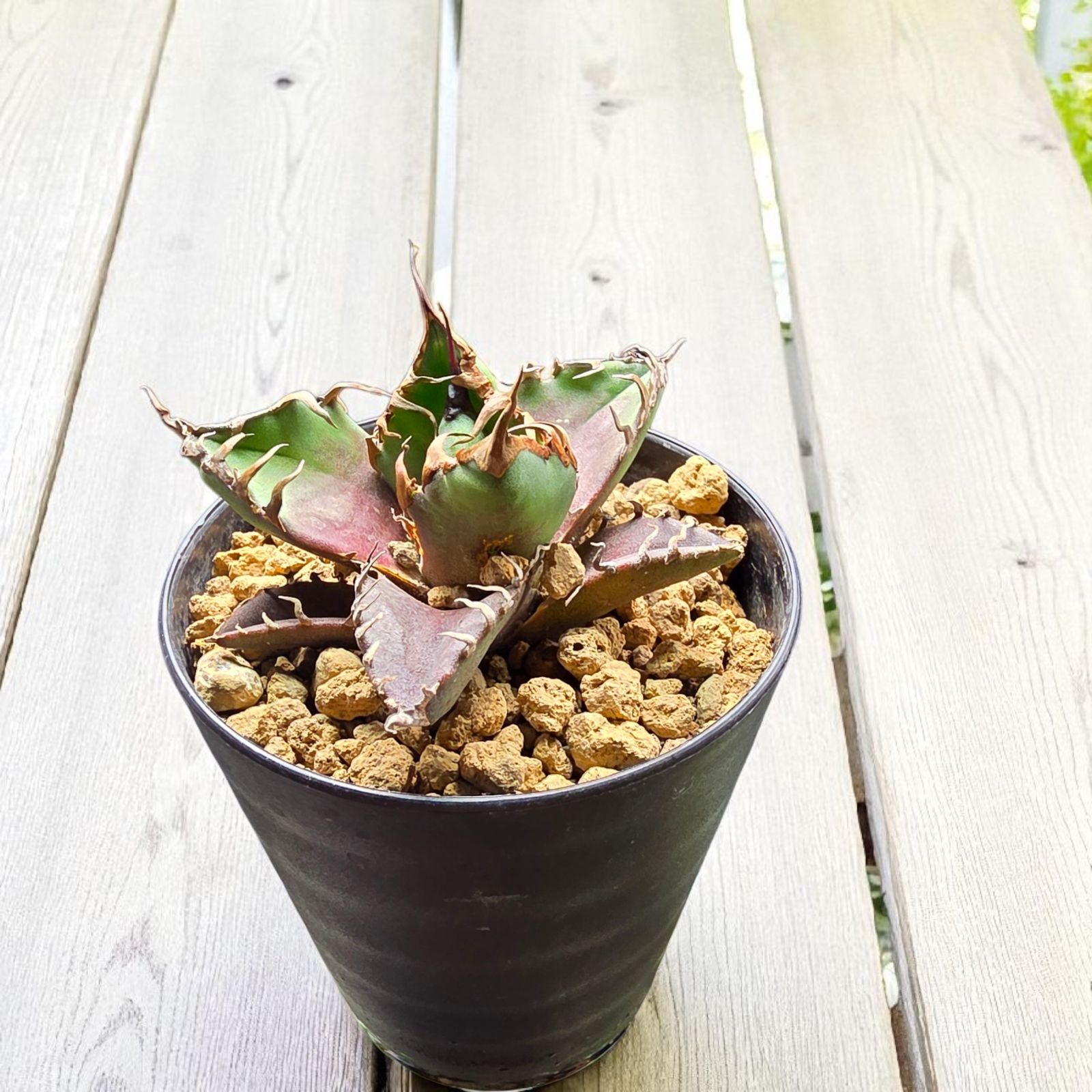 ボール形❗️美株❗️アガベ チタノタ シーザー タグ付き❗️32 アガベ