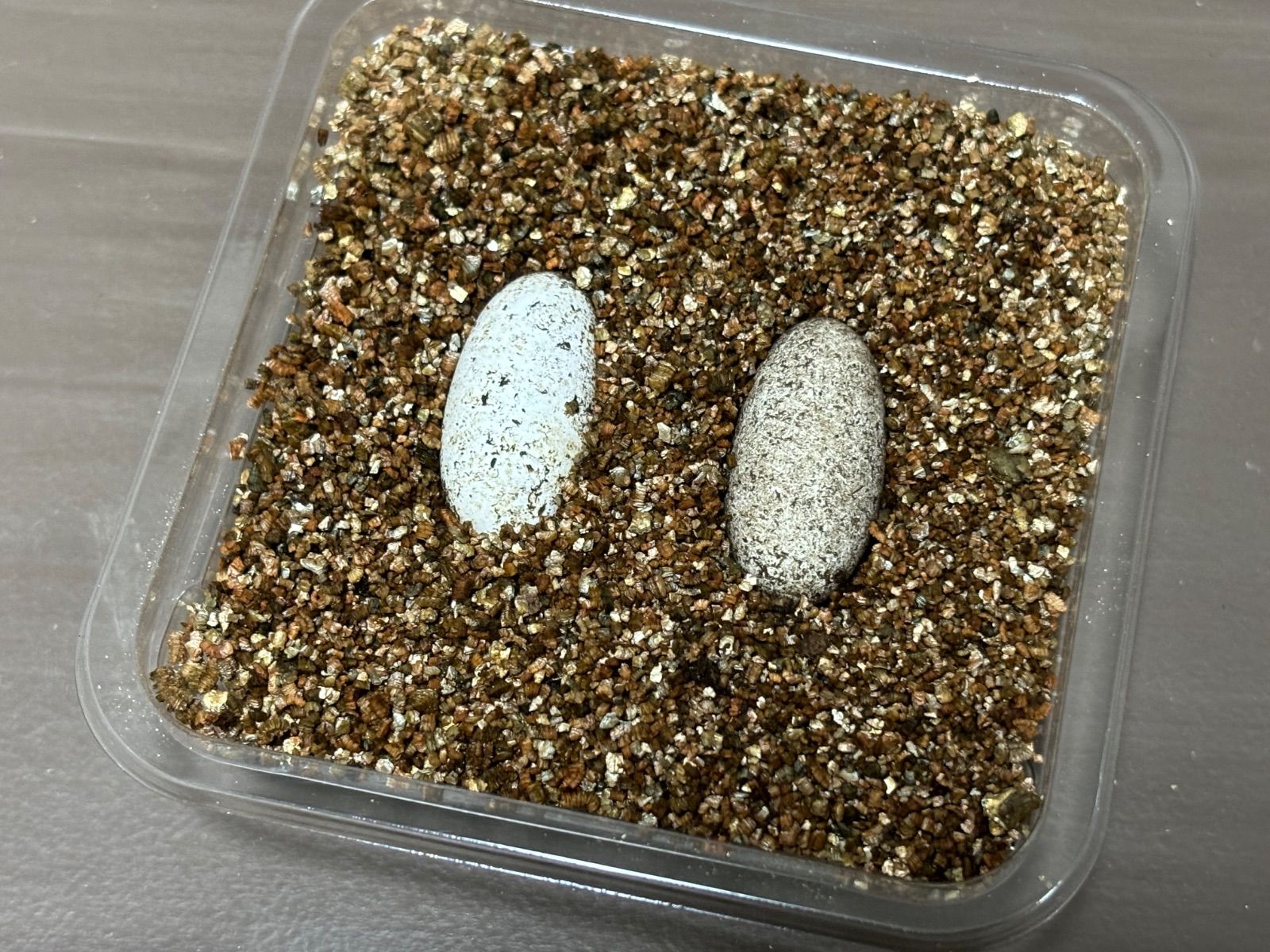 冷凍イエコML約3000匹1kg冷凍コオロギ