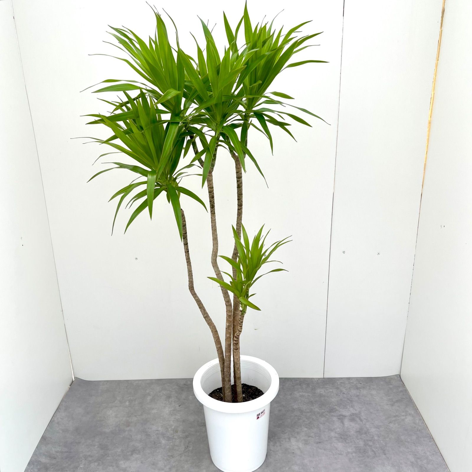 フィカス　アルテシマ　2 曲がり フィカス・アルテシマ まがり XL #2 【首都圏限定】 | 観葉植物