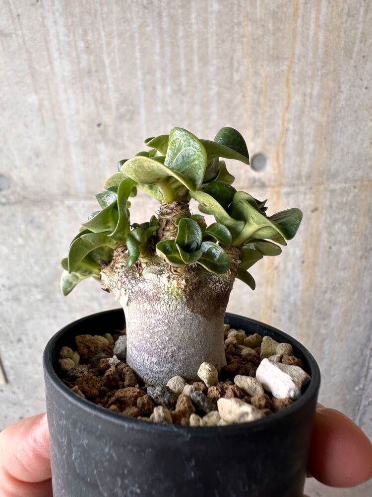 パキポディウム アンボンゲンセ 118 パキポディウム