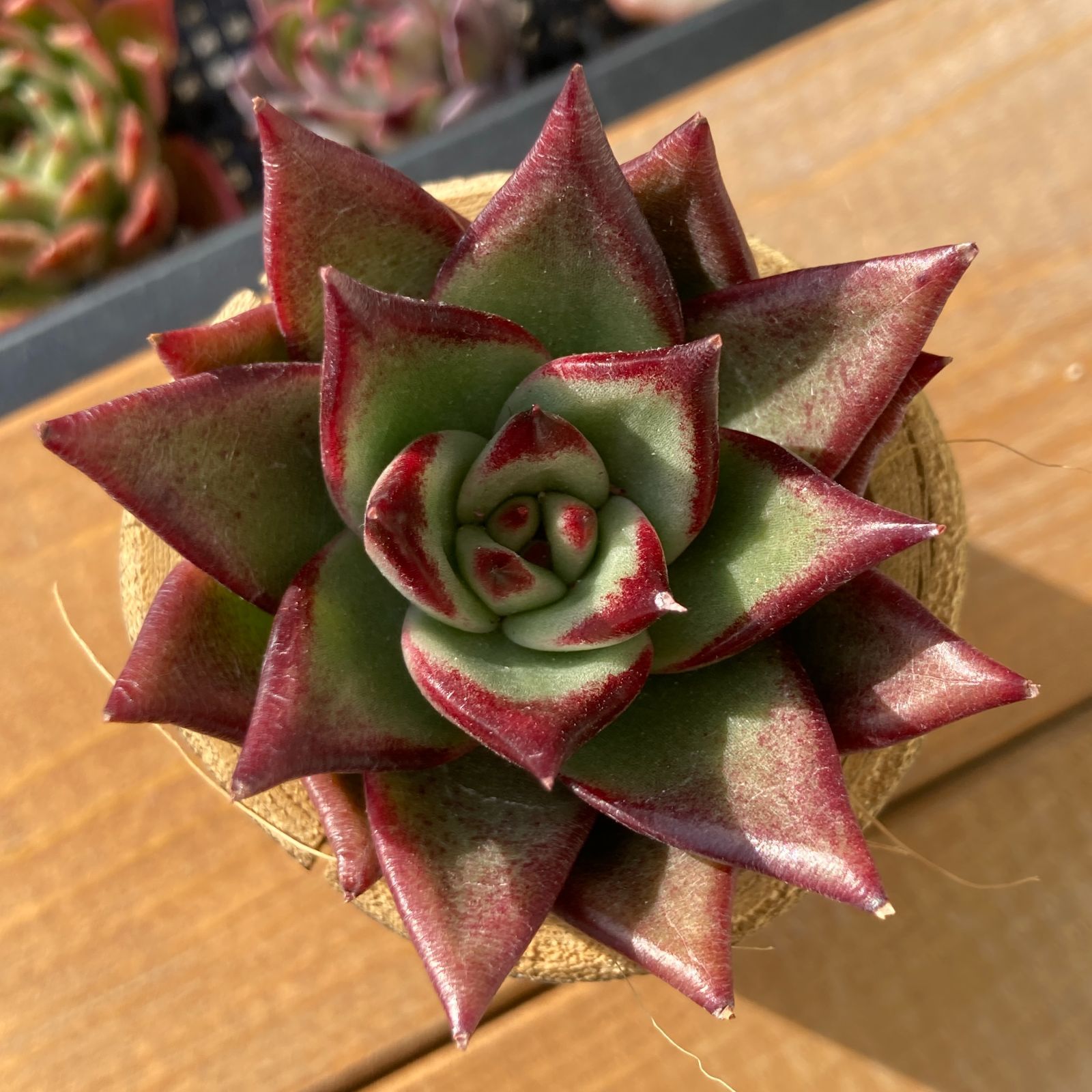新入荷】エケべリア ブラックダイヤ 多肉植物韓国苗【ポコ多肉
