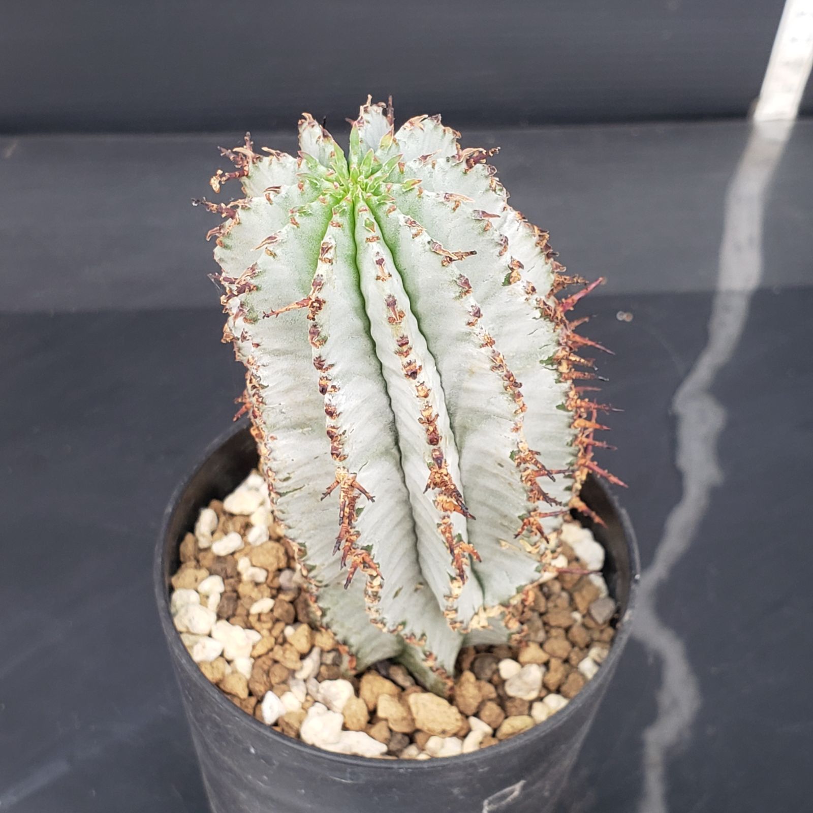 メルカリ便発送☆多肉植物 ホリダ 達磨白虎ハイブリッド(ちょび根苗です) メルカリ便発送☆多肉植物 ホリダ 達磨白虎ハイブリッド(ちょび
