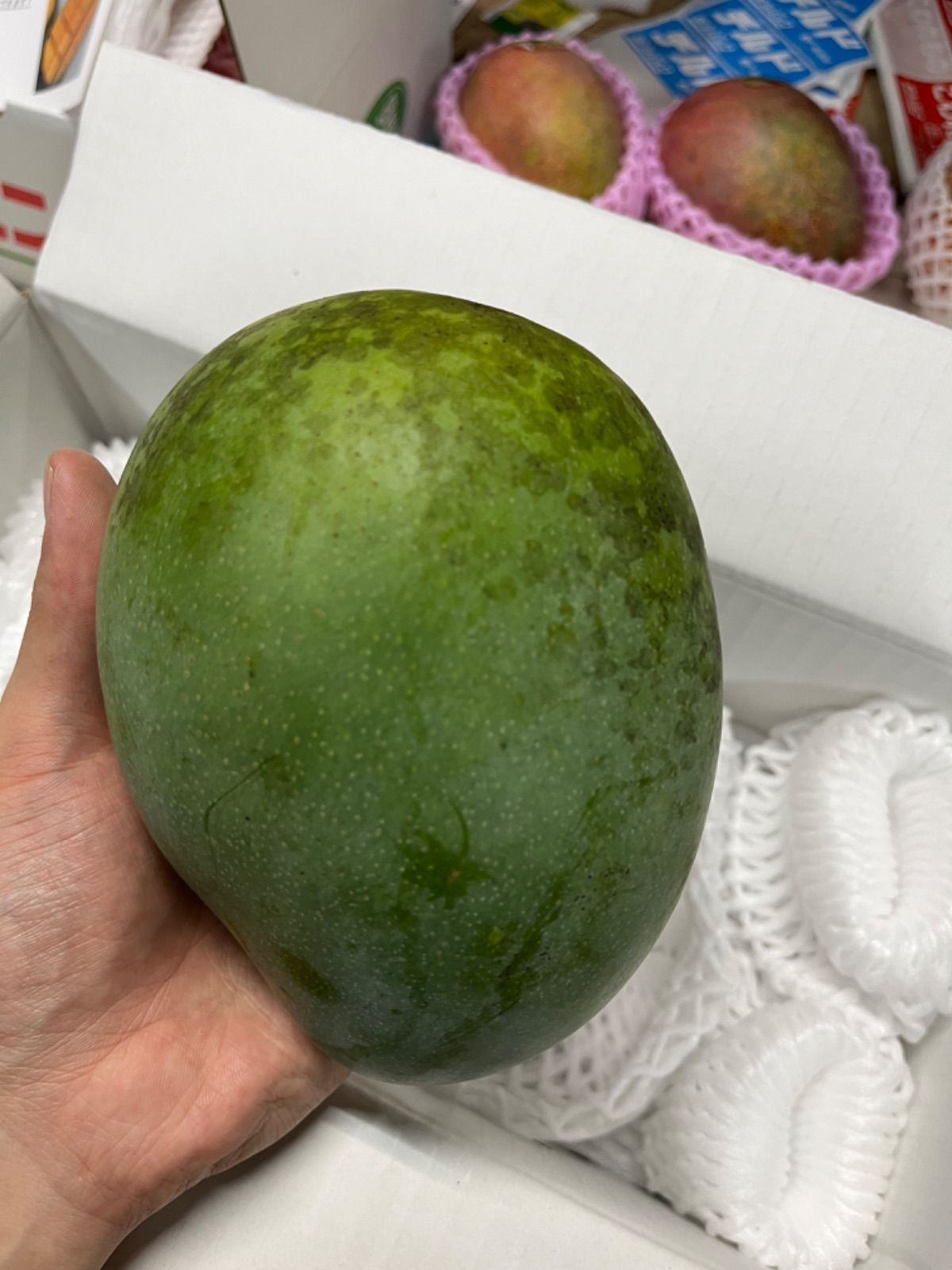 沖縄県産 キーツマンゴー 1.7〜2キロ 8月中旬頃発送予定