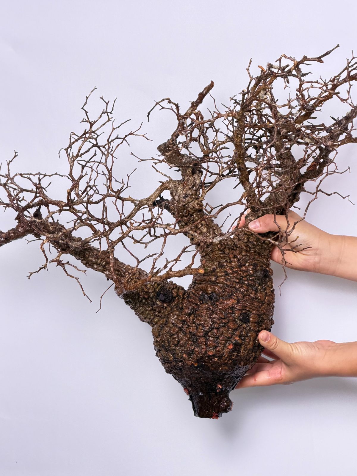 A2 Maison de Madagascar オペルクリカリア パキプス ベアルート株 マダガスカル選抜株 Operculicarya pachypus パキプス コーデックス