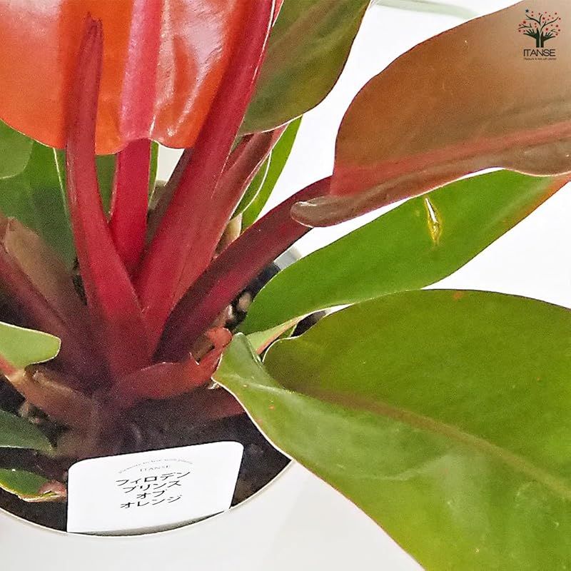 ＩＴＡＮＳＥ フィロデンドロン プリンスオブオレンジ 4号 3個セット 品種で選べる観葉植物 学名 Philodendron Prince of Orange サトイモ科 非耐寒性常緑多年草●新芽が鮮やかなオレンジ色になるフィロデンドロン 新芽は USTAUSTRALIA_COM_AU