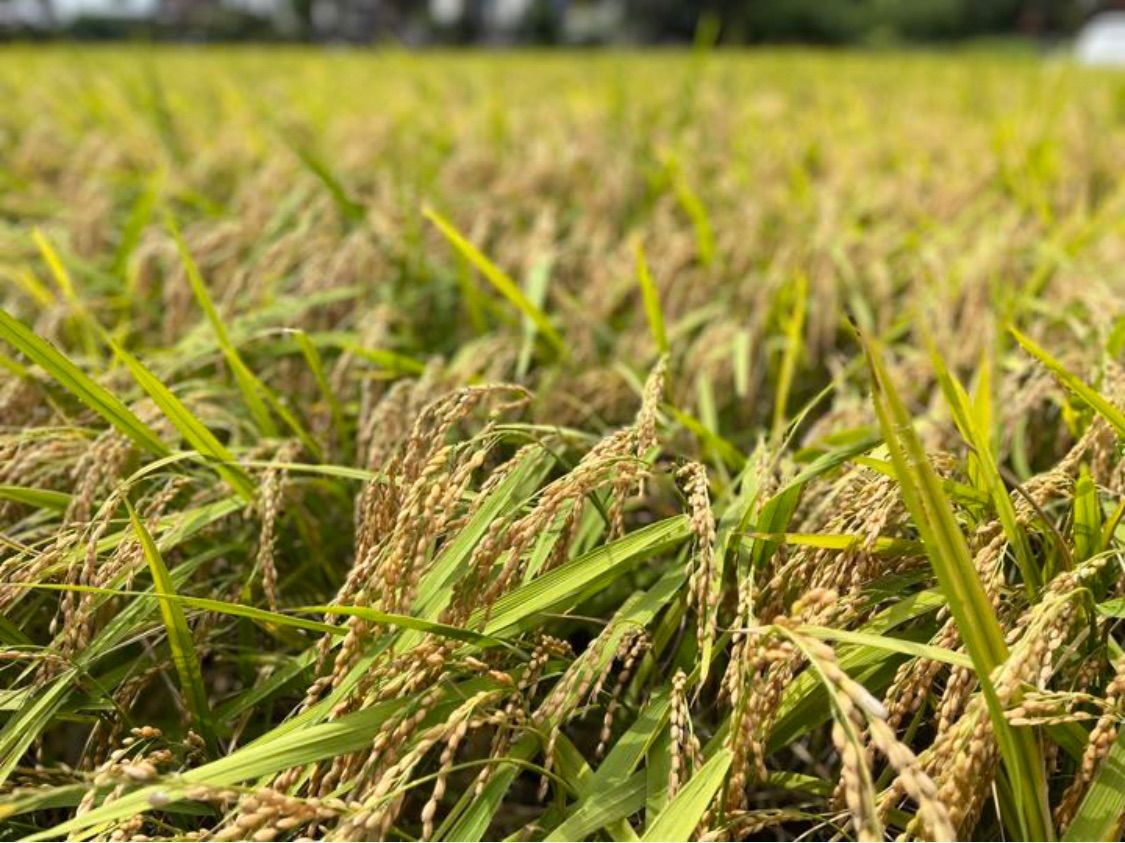 農薬化学肥料除草剤不使用 R5年度米愛媛県産ヒノヒカリ稲架掛け米 10kg