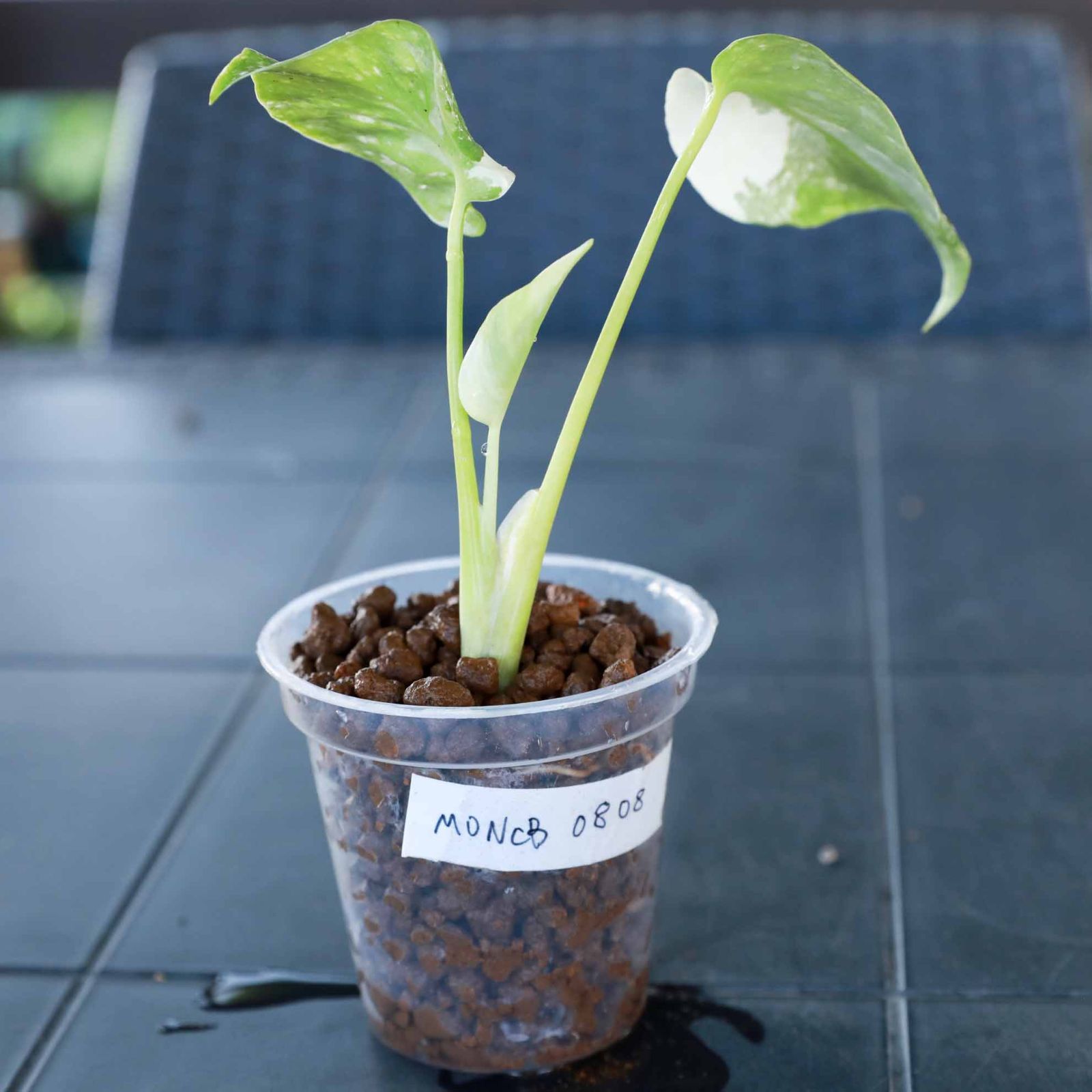 美斑】モンステラ クリームブリュレ Monstera deliciosa 