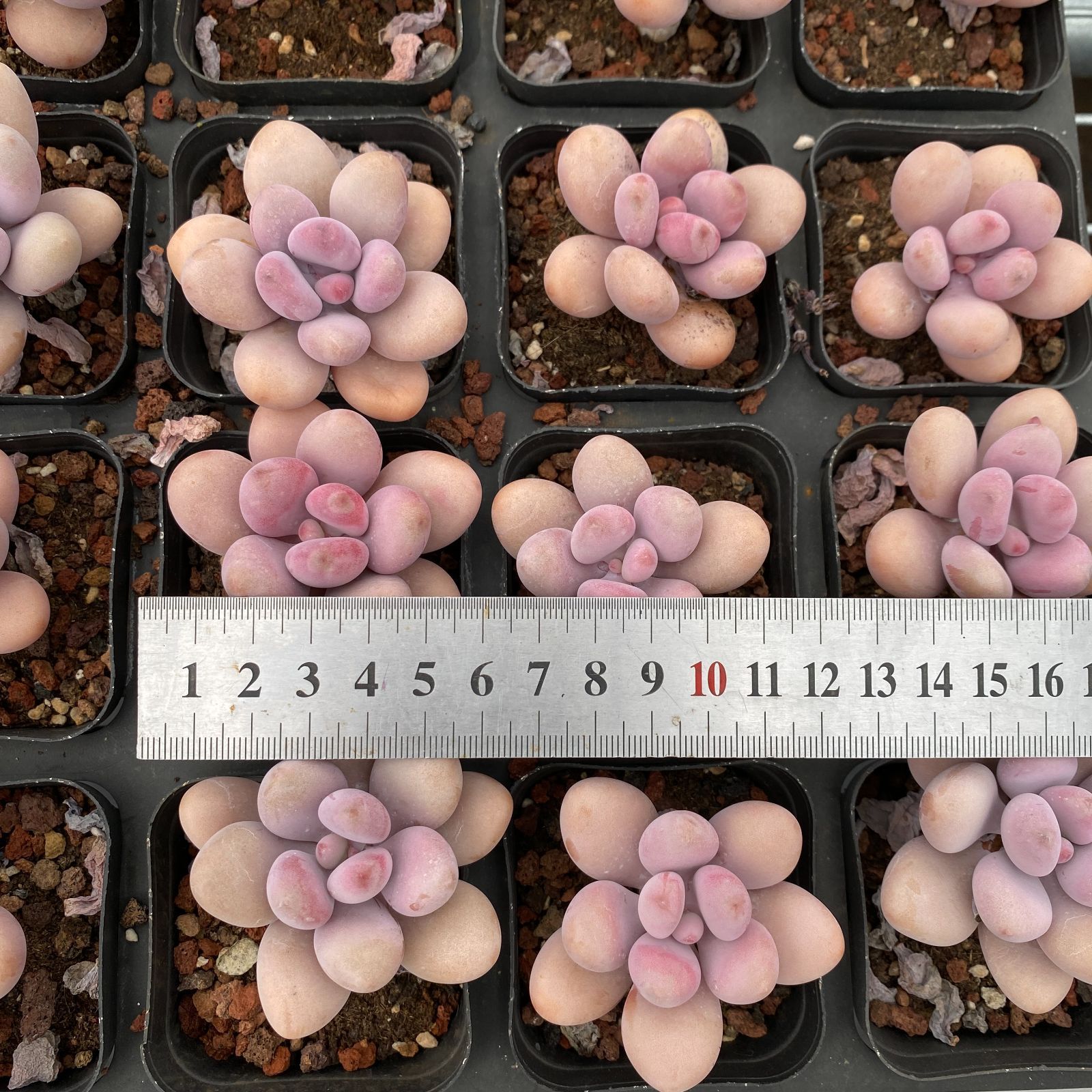 50株の抜き苗セット】桃之卵 多肉植物 佐川急便発送 エケベリア 韓国苗