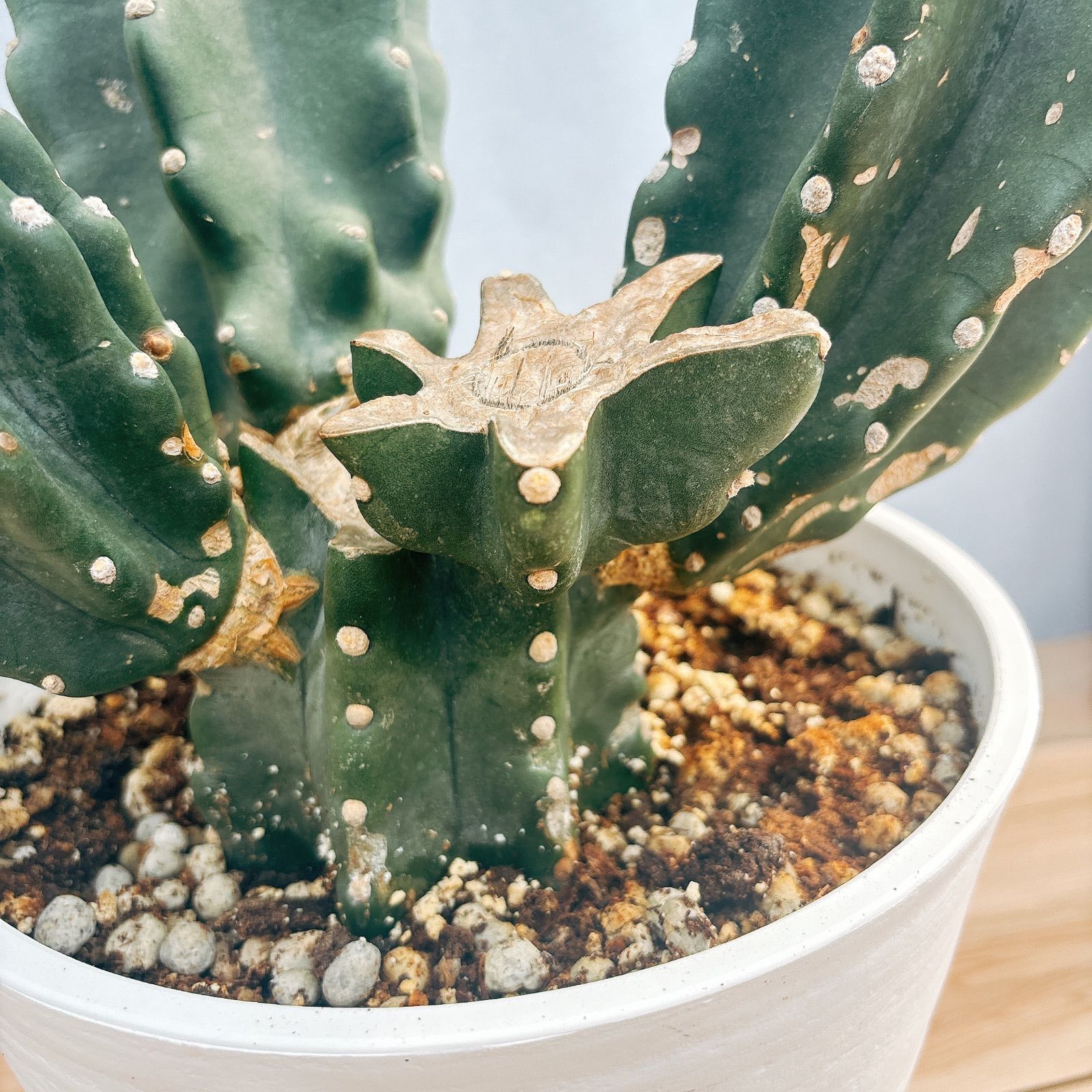 柱サボテン 鬼面角 ブランチ 8号 多肉植物 大 サボテンブランチ