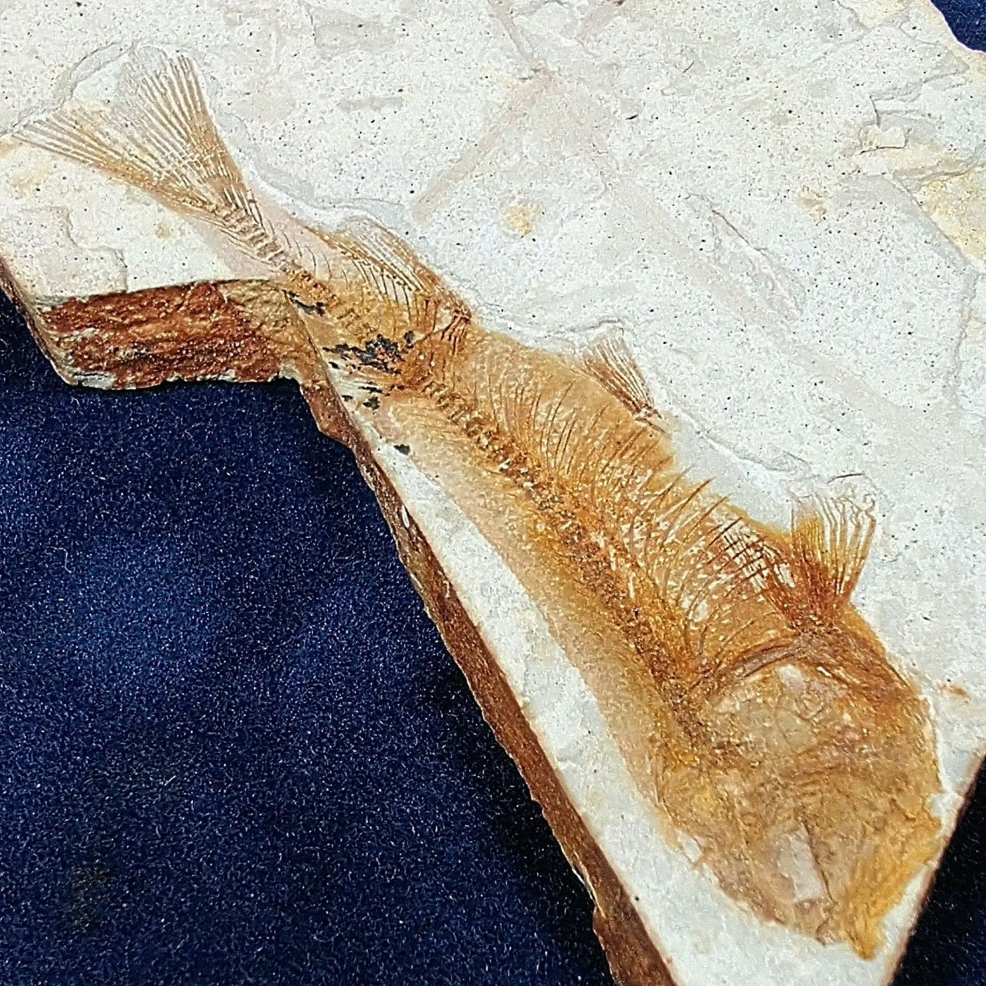 中国/遼寧省/熱河層群産・1億年前の古代魚リコプテラ魚の化石】 - メルカリ
