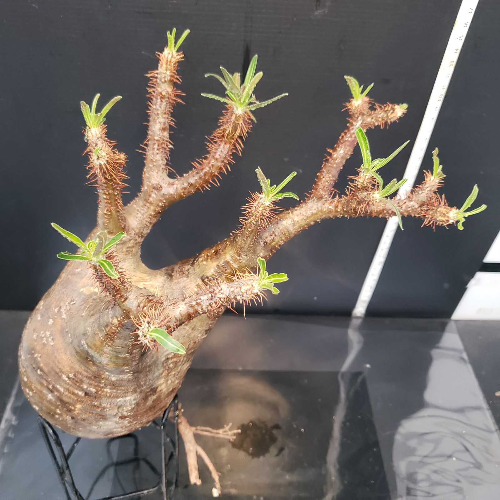 グラキリス 現地株 美株 コレクション株 抜き苗発送 ネ014 「現地株