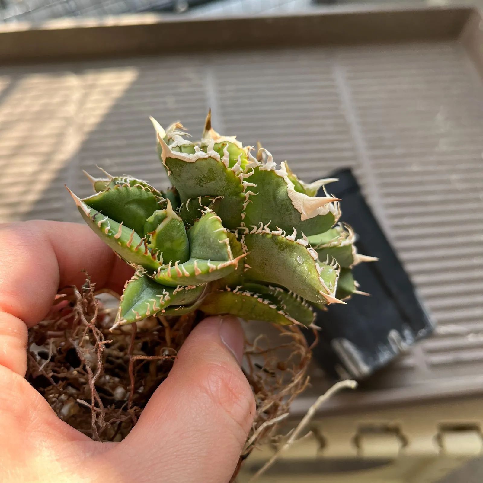 アガベ　チタノタ　龍球会産　白豪刺　子株　未発根 アガベ チタノタ 龍球会産 白豪刺 子株 未発根 アガベ チタノタ 龍球会