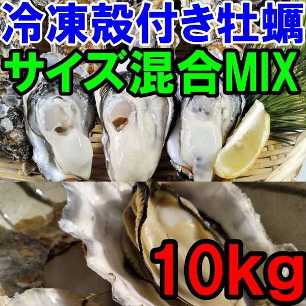 バーベキューに！宮城県石巻産殻付き牡蠣10キロ