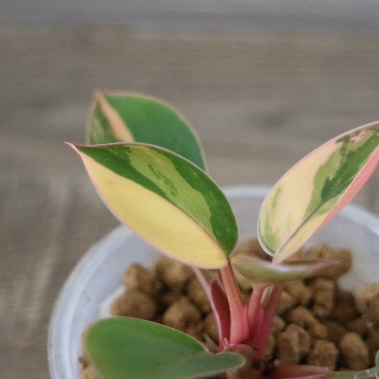 ラスト1株】フィロデンドロン レッドコンゴ 斑入り Philodendron Red Congo Variegated - メルカリ