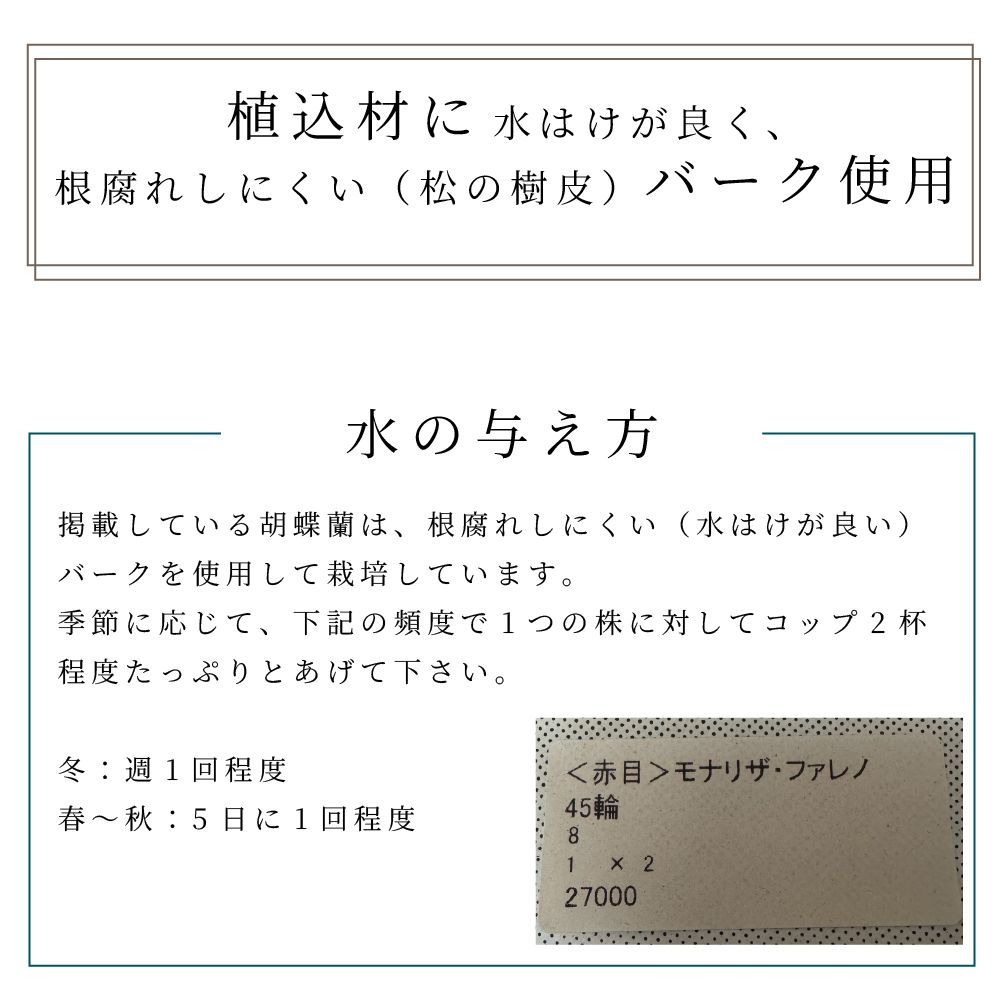 胡蝶蘭