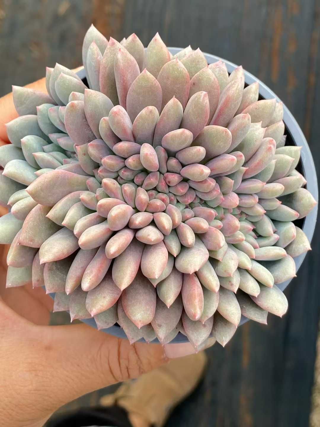 18株の抜き苗セット ピンクスノー缀化 多肉植物 佐川急便発送 エケベリア 韓国苗 QS1166