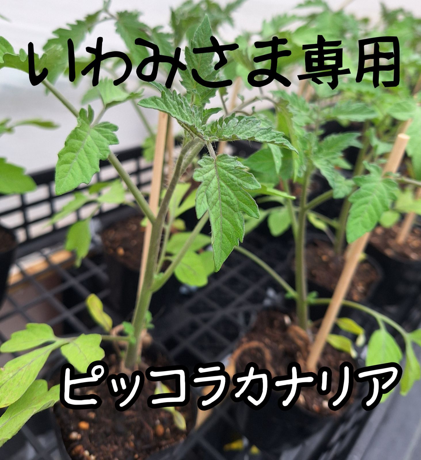 いわみさま Farm Ootomo ミニトマト苗 ピッコラカナリア