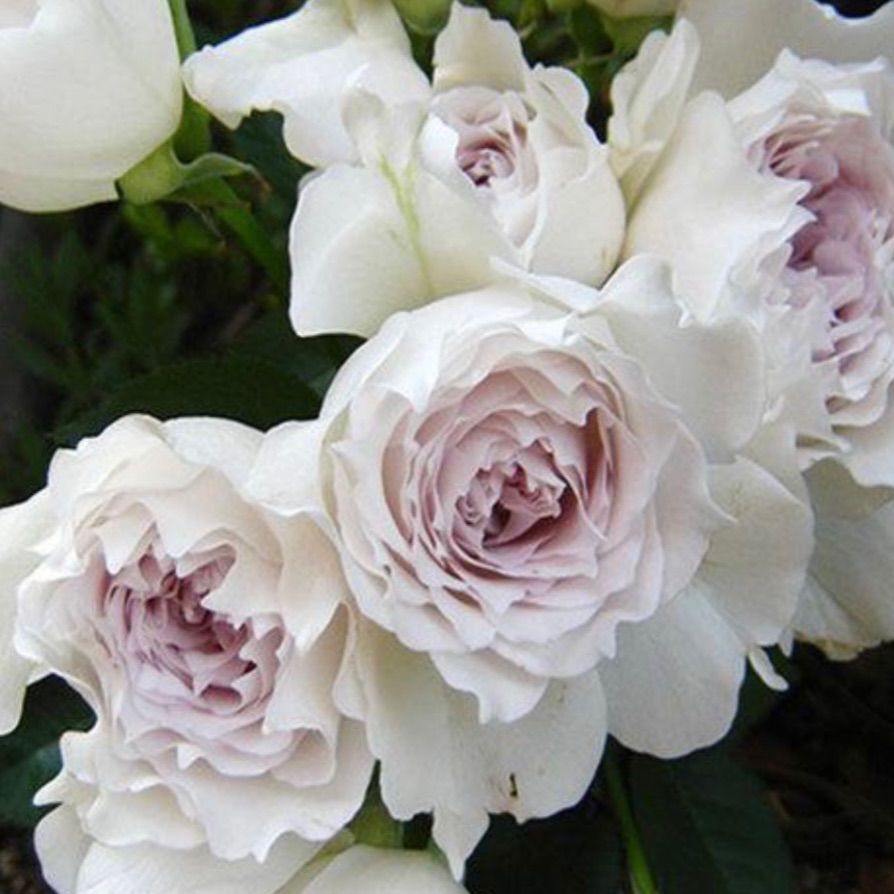蕾二つ付き♡超強香！大好きな薔薇 絶世の氷美人 バラ苗 数量