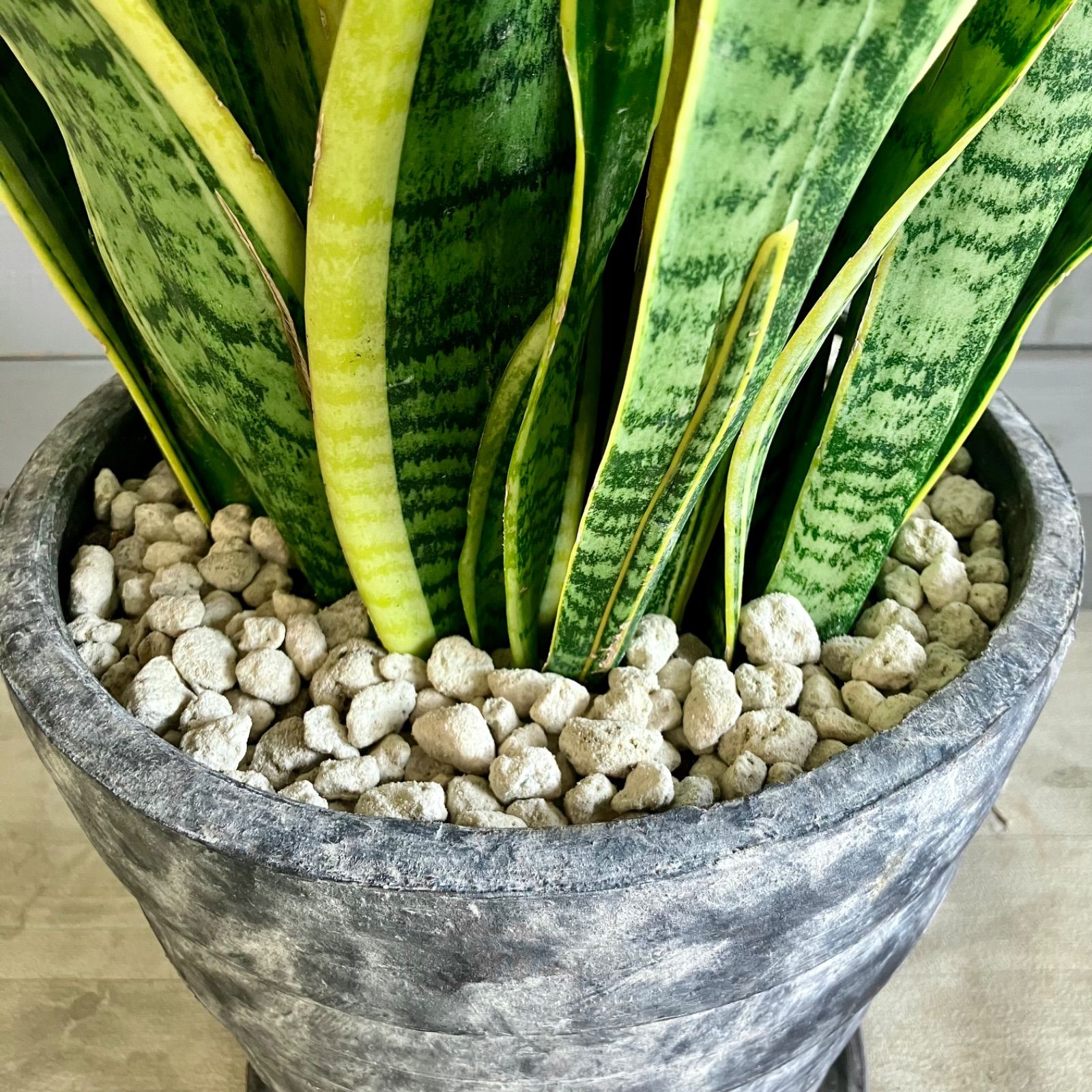 観葉植物 オリーブ ルッカ 10号 SOUJU