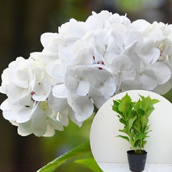苗|苗木 40本セット アジサイ 白 樹高0.3m前後 15cmポット 白花 シロ あじさい 紫陽花 西洋アジサイ 苗木 苗 植木 庭木 生け垣 ka 40本 40
