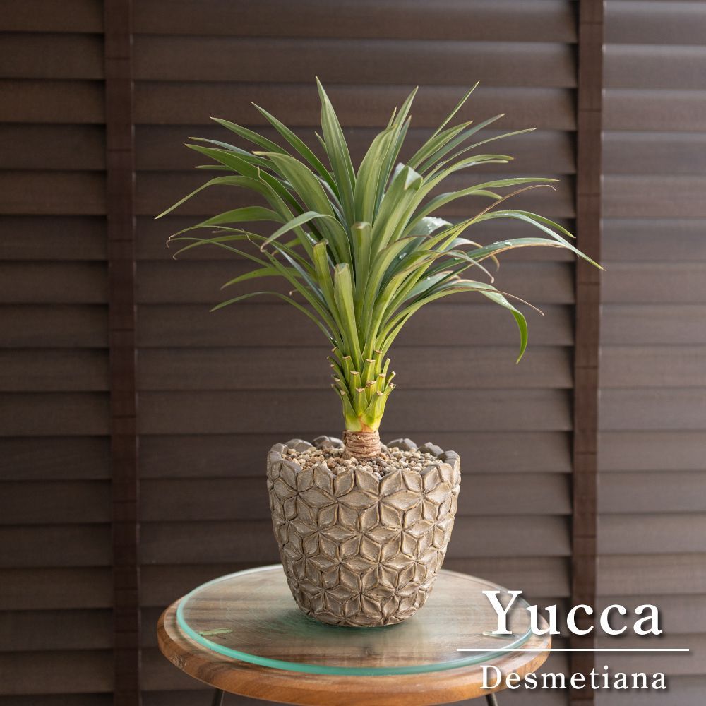 割引 恋愛のための7つのアファメーション 石井裕之