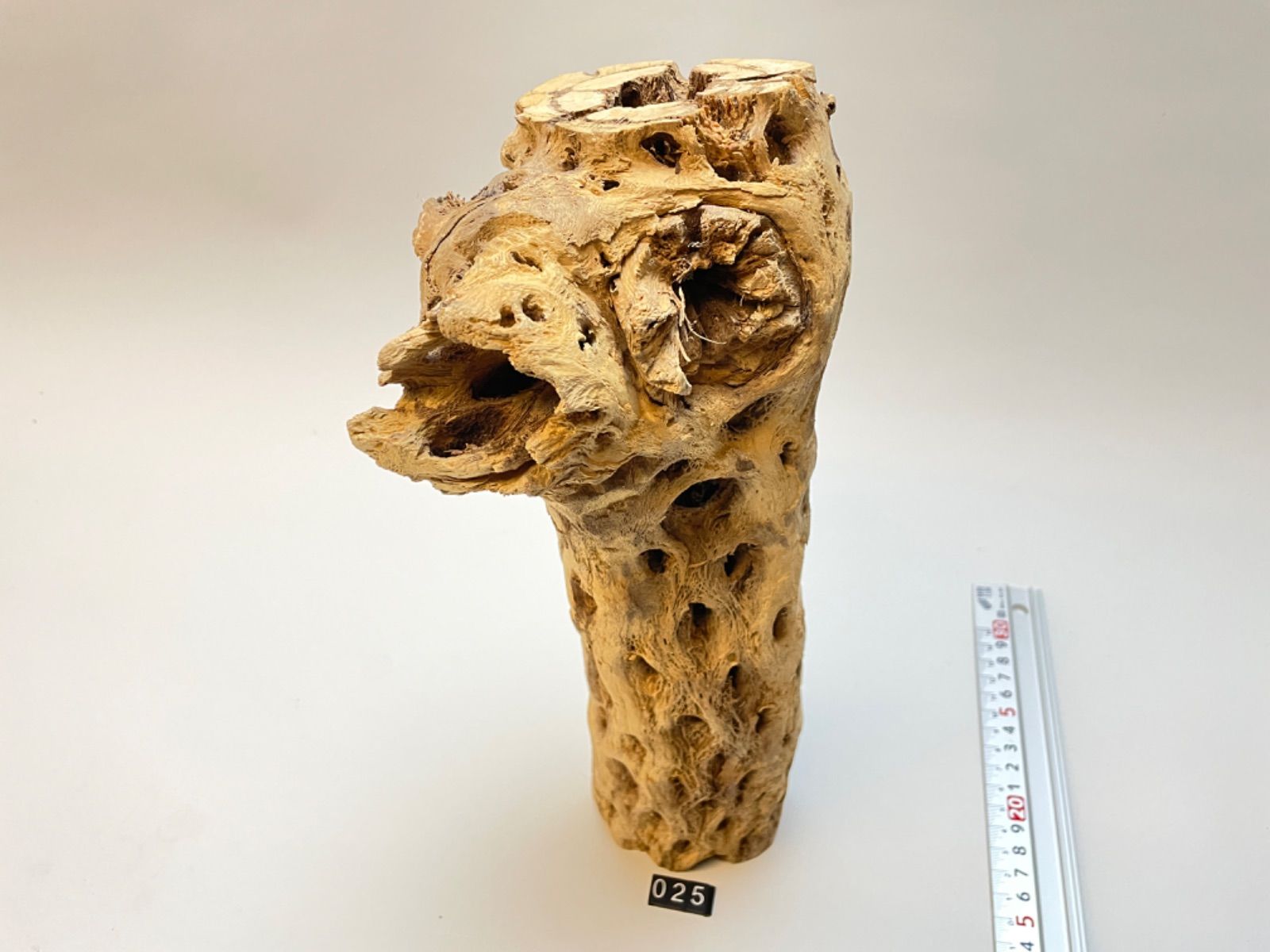 現品No.25]極太カクタススケルトン最大直径約15cm×長さ32cm前後規格