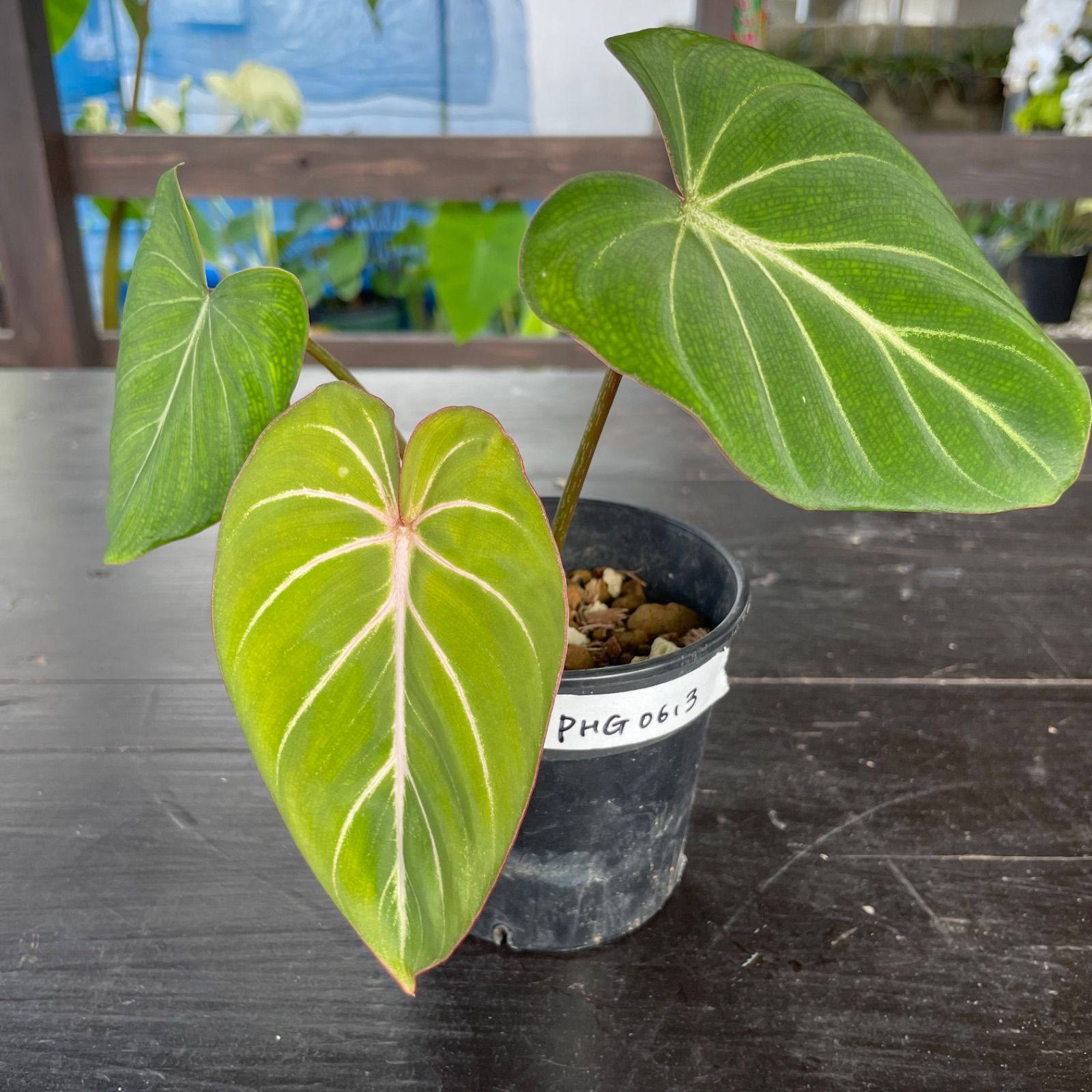 モンステラ エスケレート 楽天市場】観葉植物：モンステラ