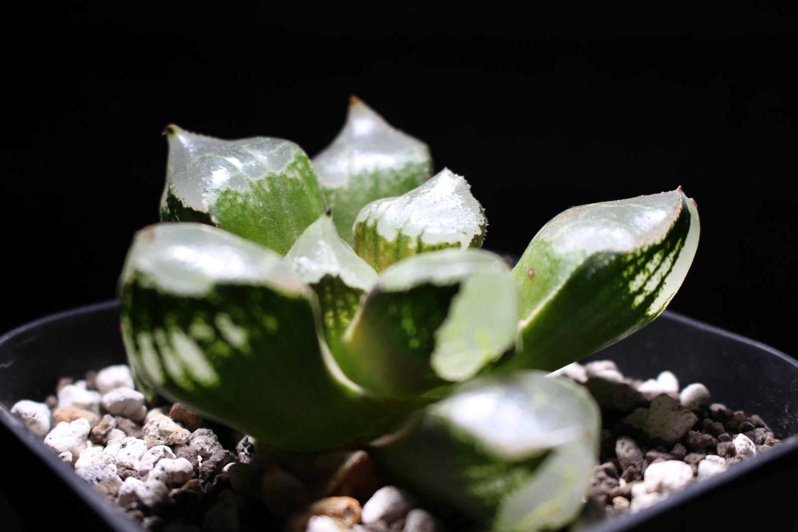 氷皇 /Haworthia ハオルチア 親株 - メルカリ