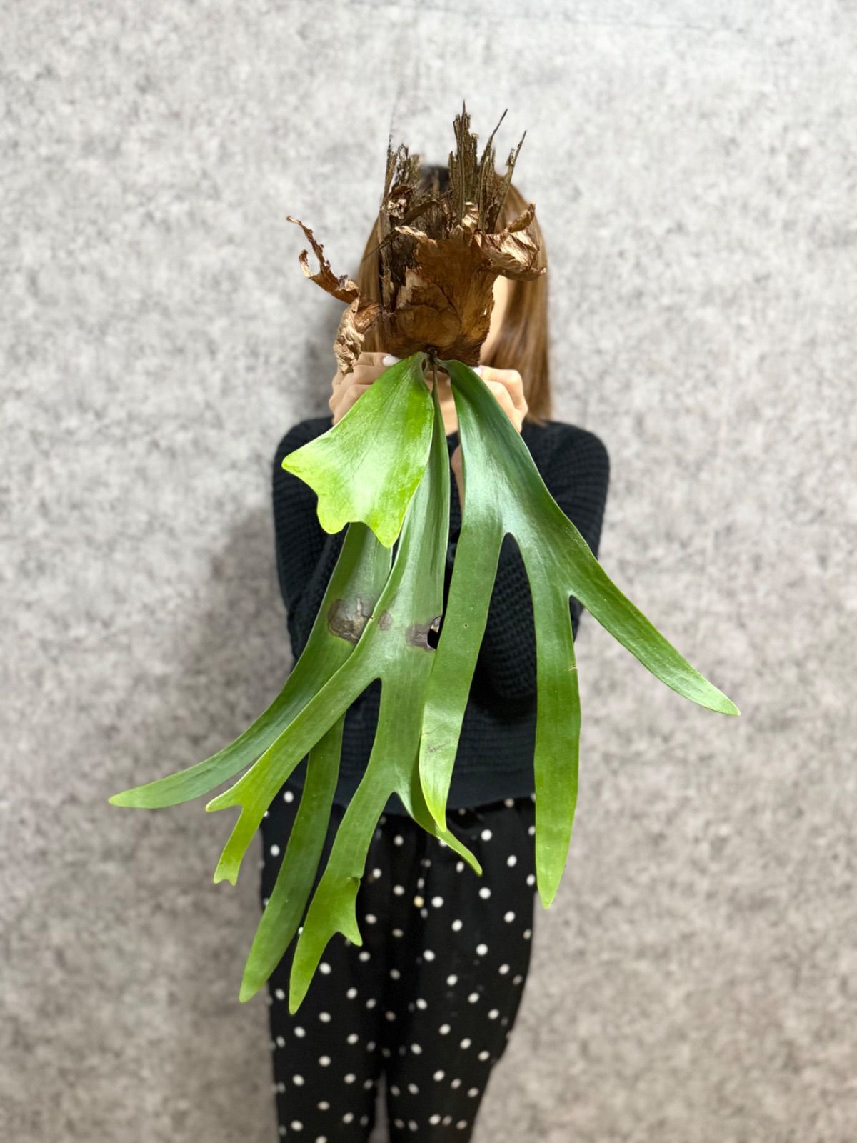 ▽P.willinckii Wild East Java▽ B89 ウィリンキー ワイルド