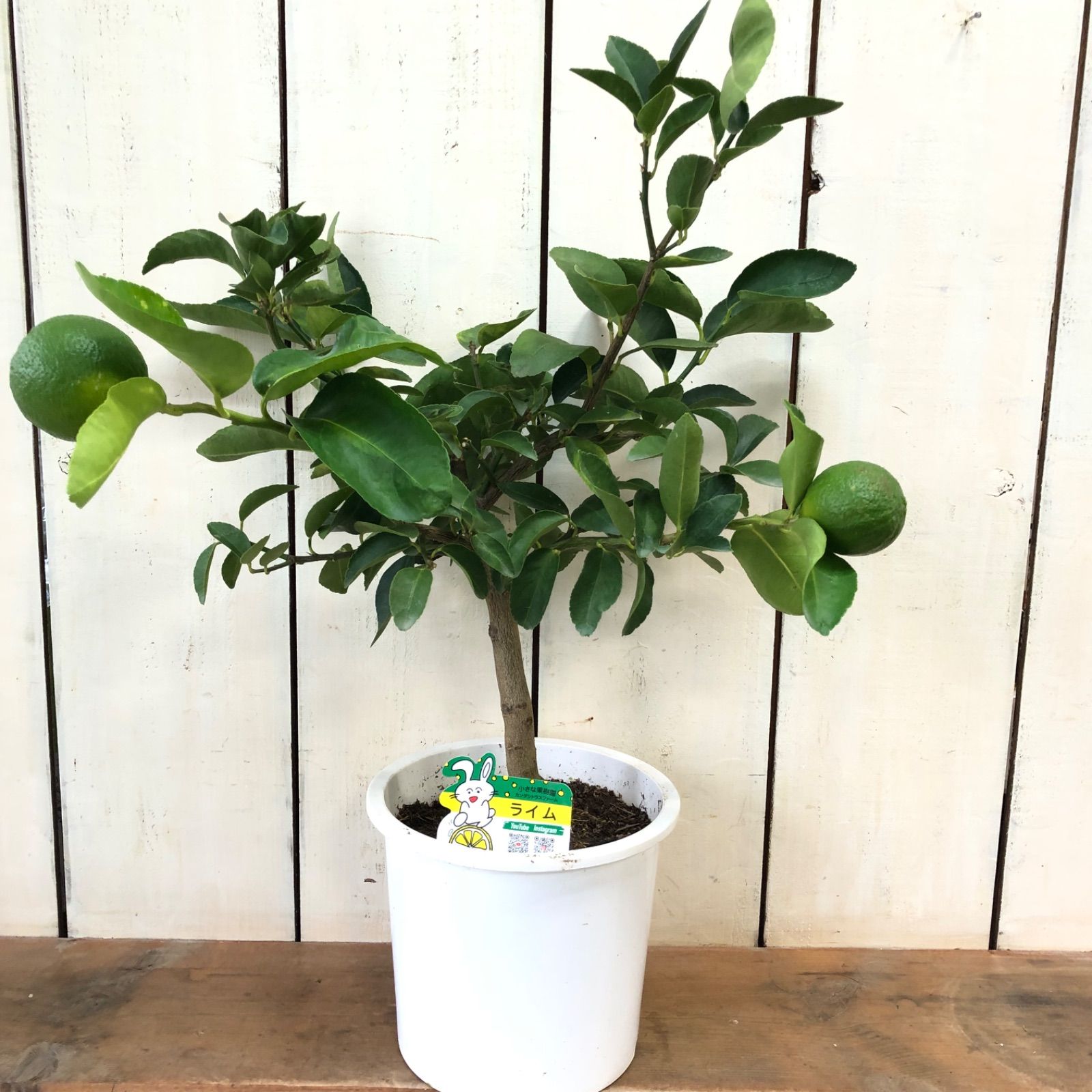 菊水大型タイプ 実生 鉢植えメルカリ便送料込み ライム7号鉢 - メルカリ