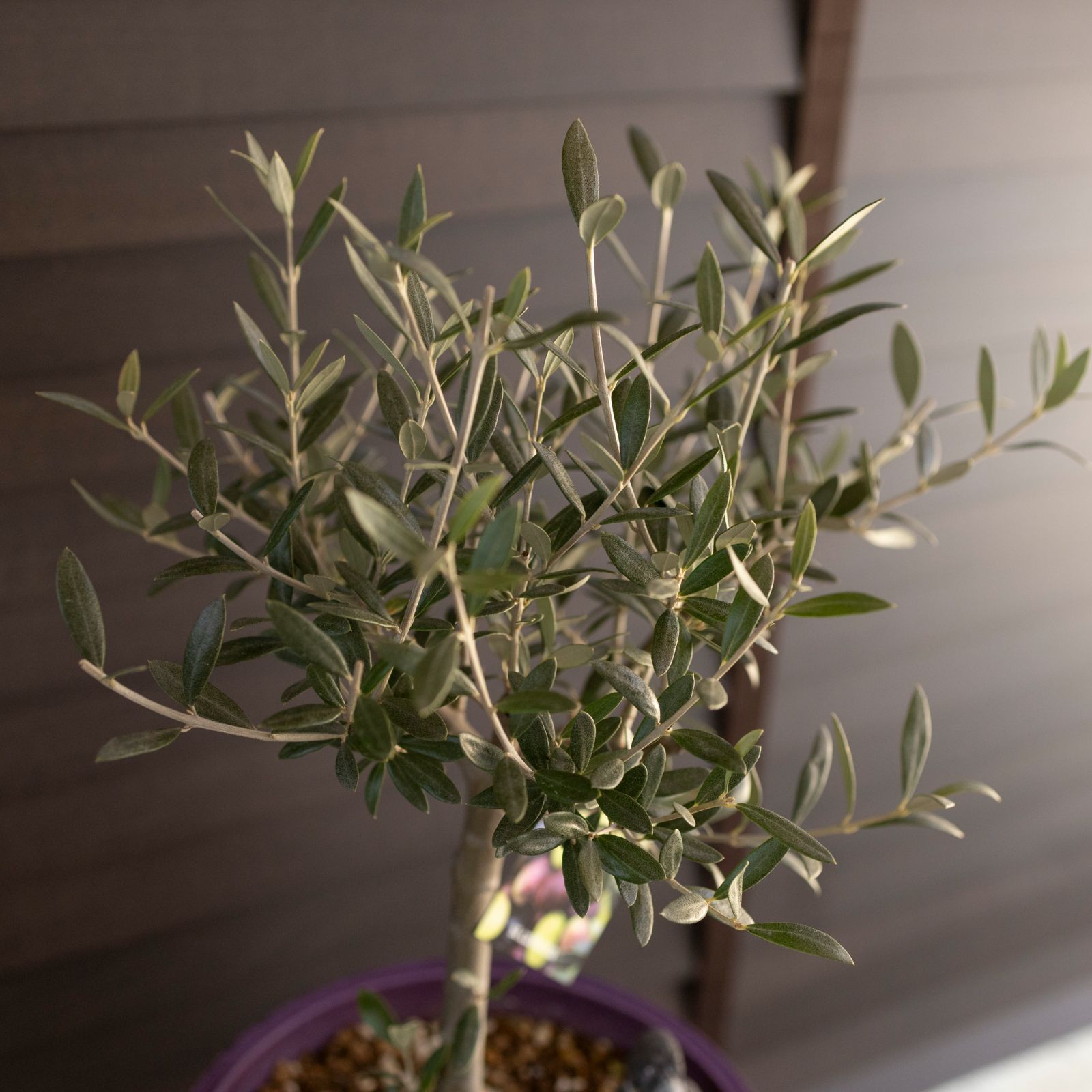 創樹 オリーブ Olive セントキャサリン 盆栽 SOUJU St.Catharine