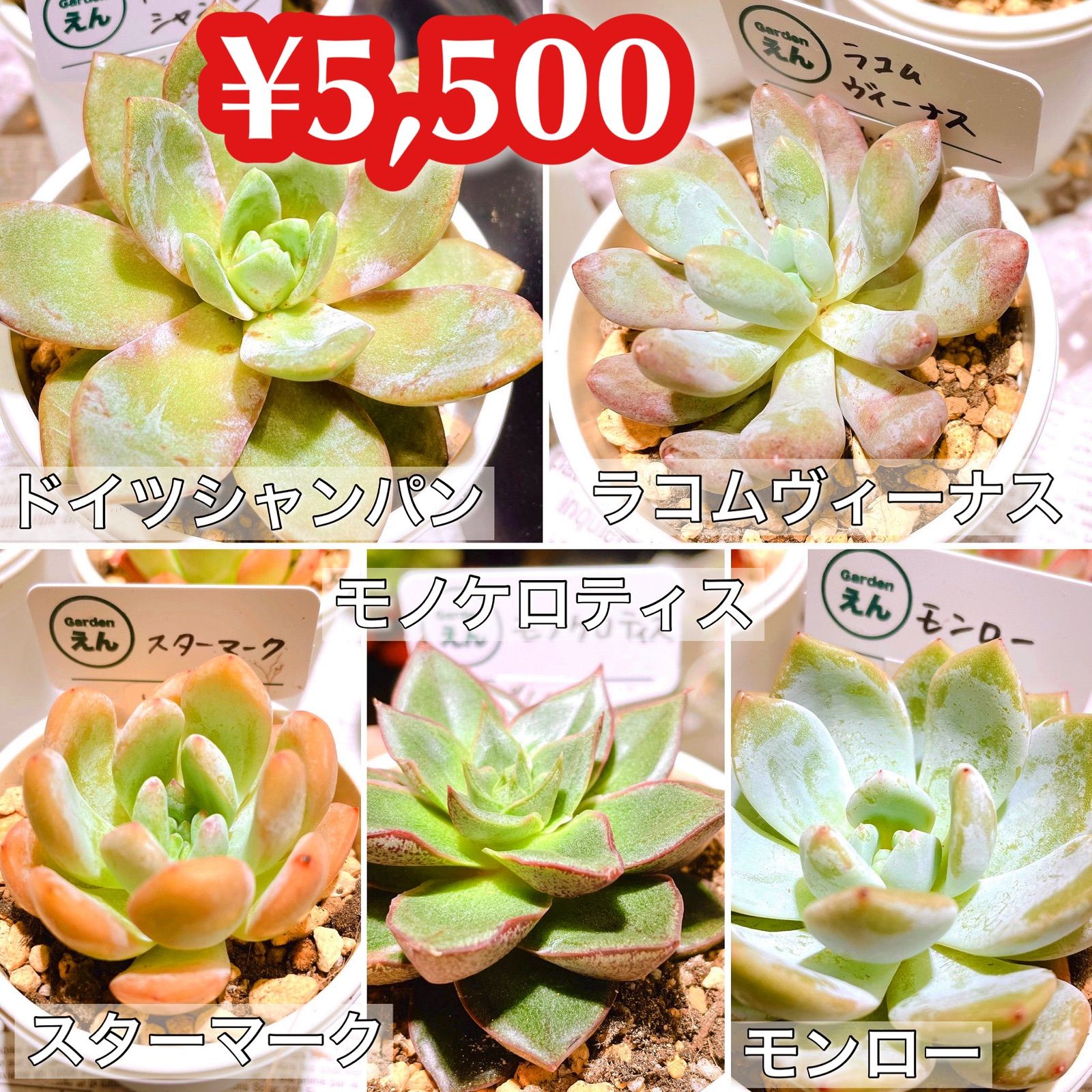 お得多肉セット！韓国苗5品種セット！ - Gardenえん観葉植物多肉植物