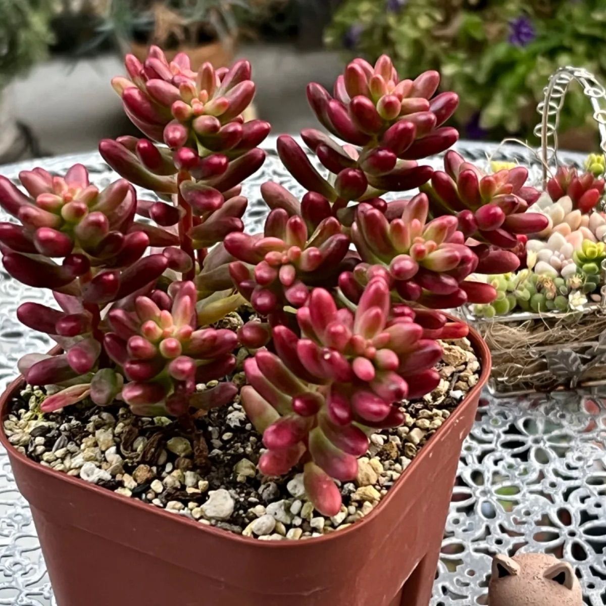 多肉植物 ☘️ オーロラ いっぱい苗 全部 抜き苗 - メルカリ