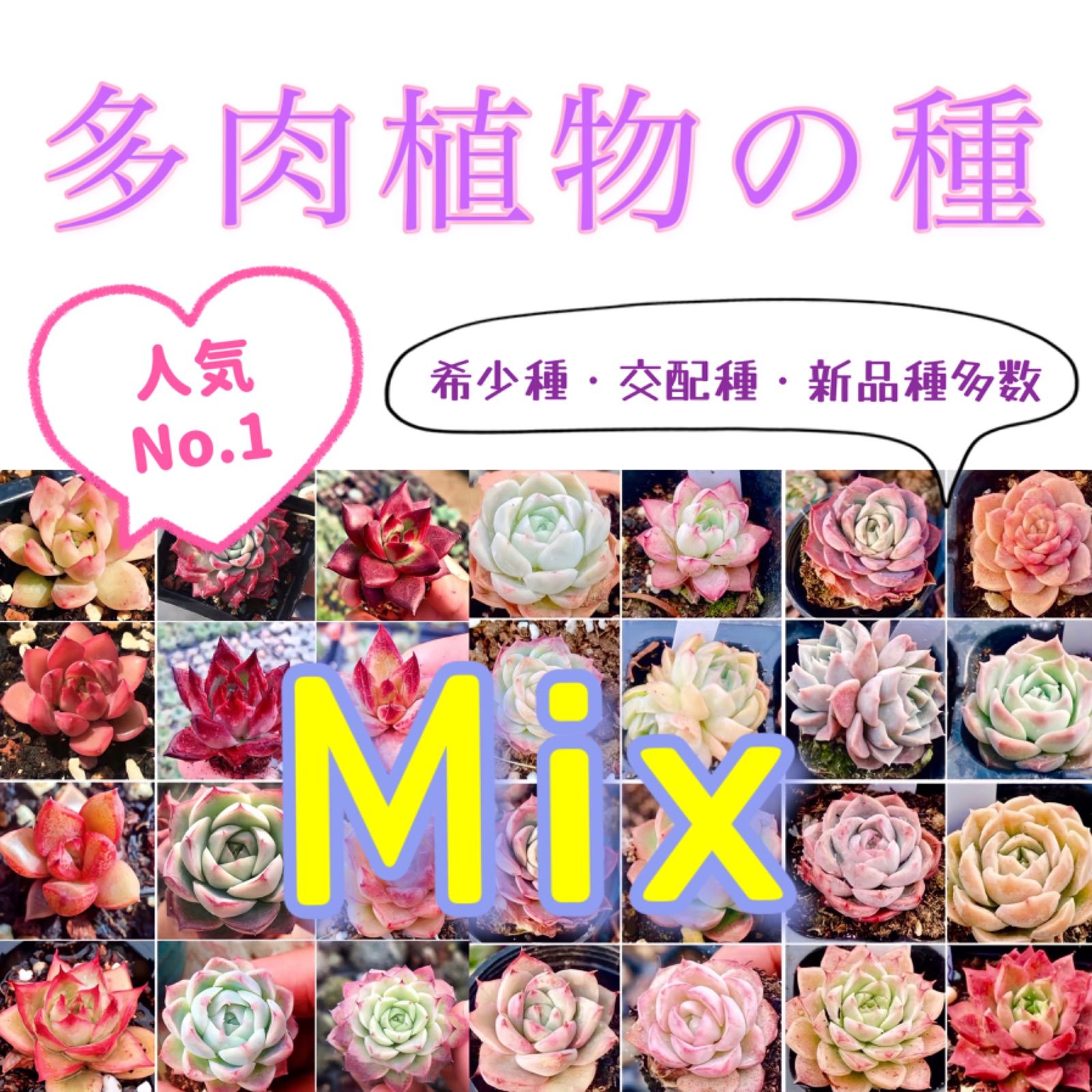 ☆多肉植物の種☆ Mix種子100粒1530円 新品種・韓国苗・希少種・交配種