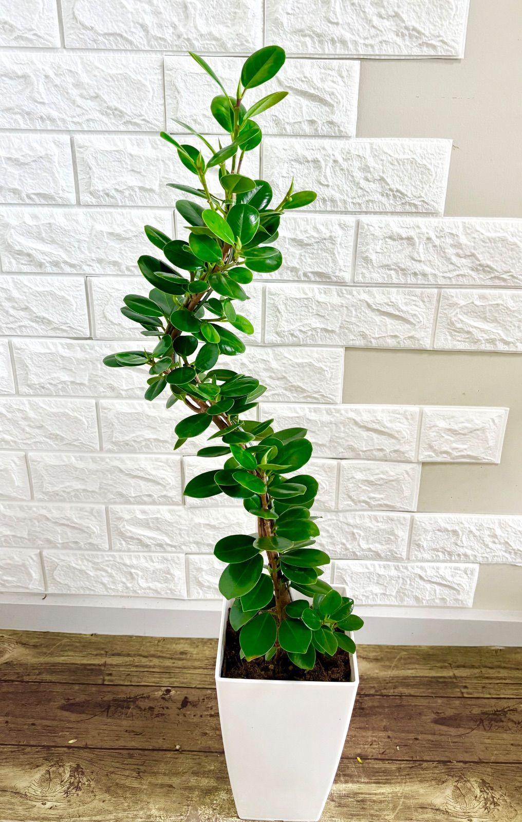 パンダガジュマル⭐️曲がり パンダガジュマル「幹曲がり」盆栽風仕立て