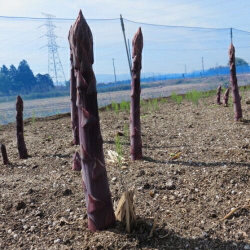 市販ではＬ規格株のサイズです