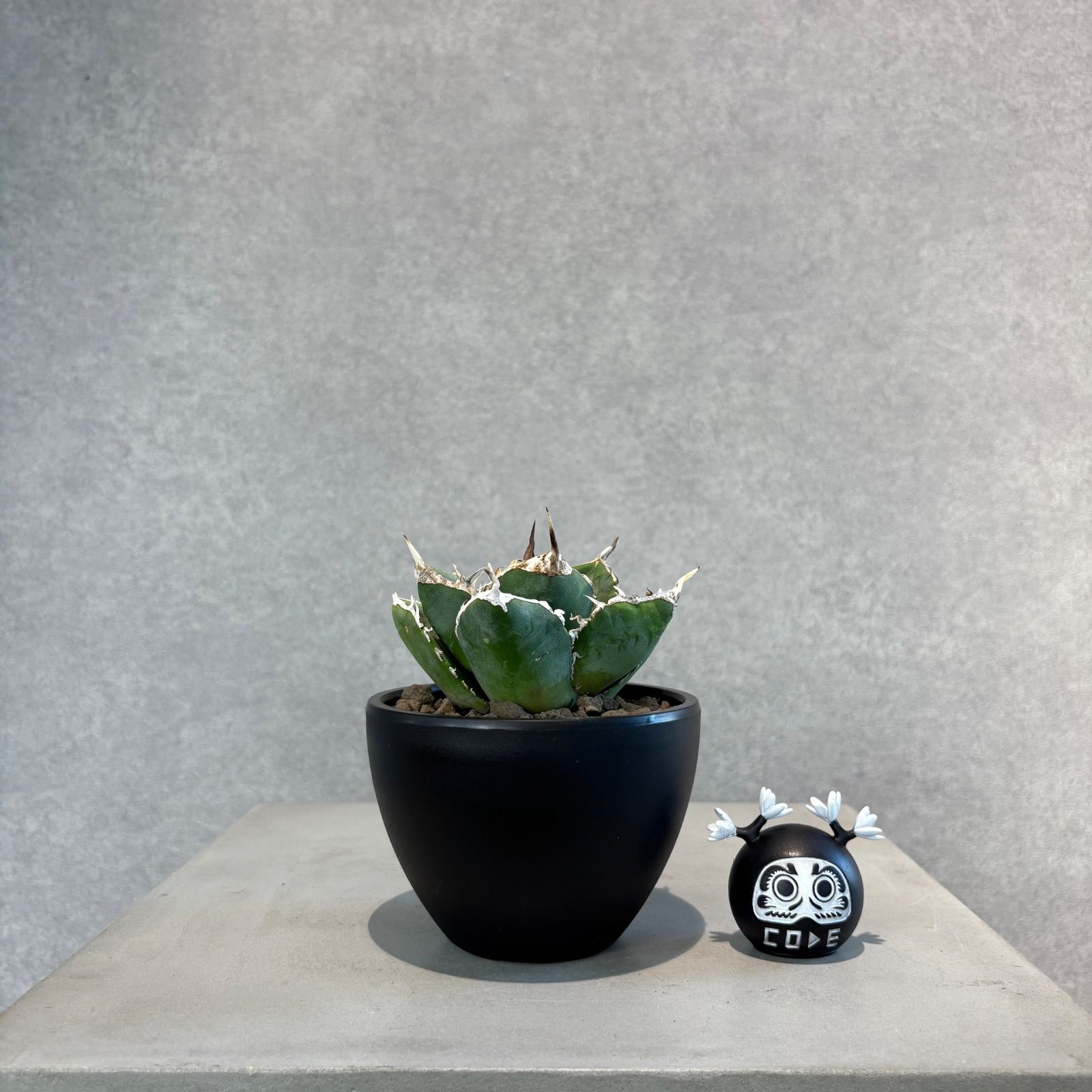 あきさま専用　三点セット アガベ パリー　吉祥天錦　ホーチエンシス アガベ パリー 吉祥天 ホーチエンシス あきさま専用 三点セット