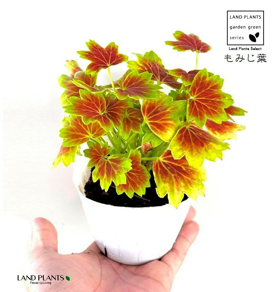 紅葉様専用 紅葉✰様♡専用ページ 紅葉様専用 紅葉様専用ページ