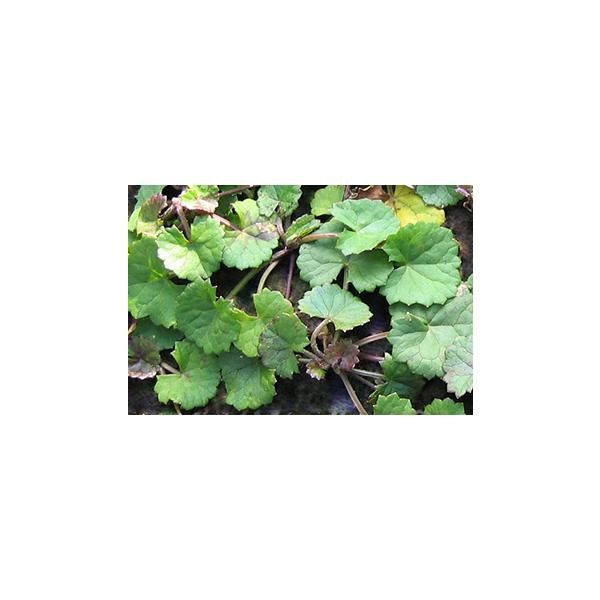 目指せ純白肌 薬用エイジアホワイトシリーズ 3点セット CALAISNAUTIC_FR