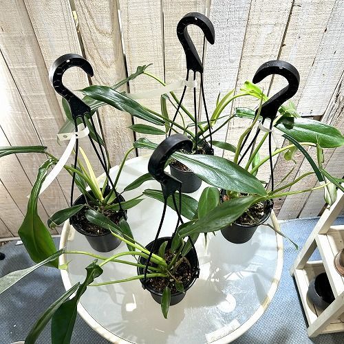 観葉植物 フィロデンドロン ジョーピー 3.5号吊り鉢(個体おまかせ1鉢