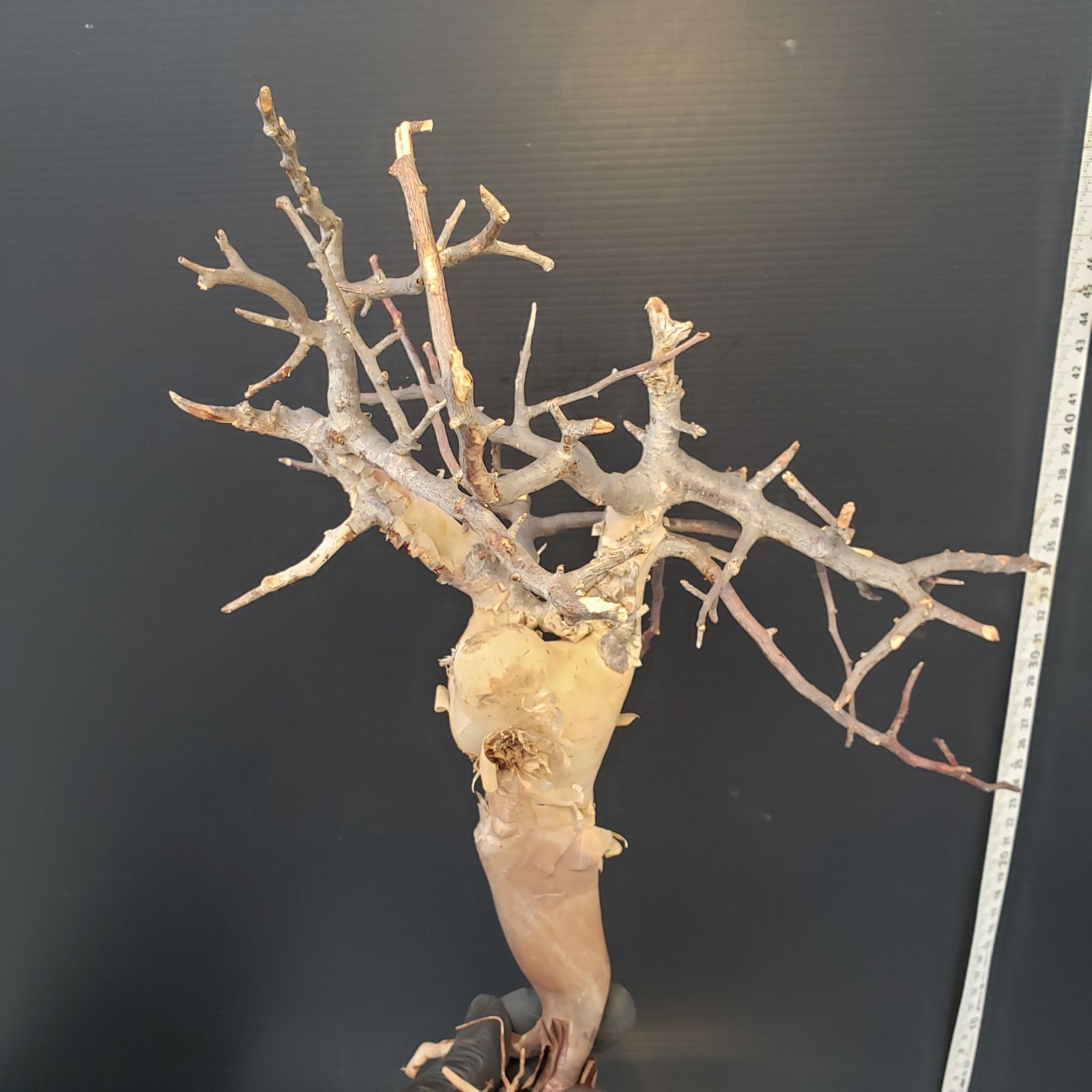 Z432 最新到着 Commiphora カタフピュア 現地球 抜き苗 灌木系 塊根植物 コミュフォラ カタフピュア